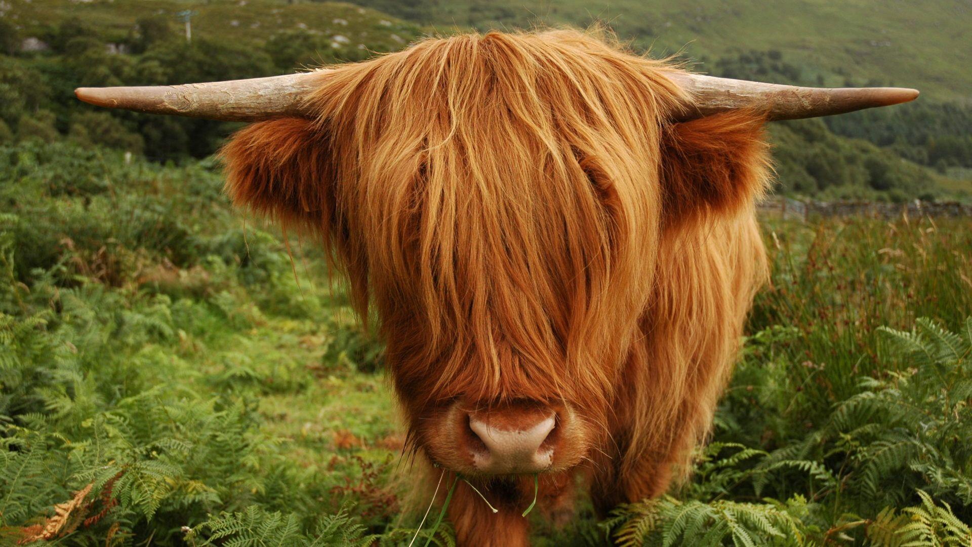 Highland Cow Wallpapers Top Free Highland Cow Backgrounds