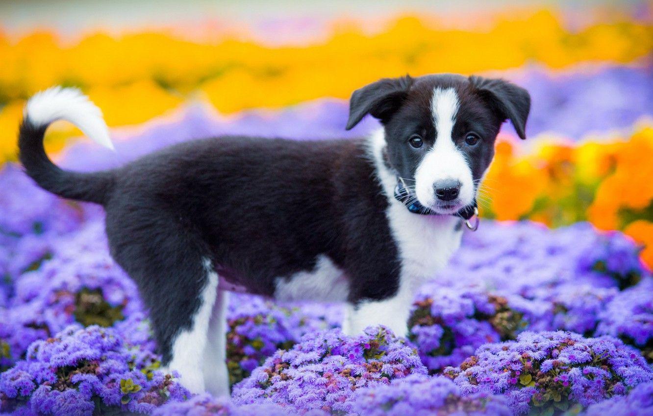 Purple Dog Wallpapers Top Free Purple Dog Backgrounds WallpaperAccess