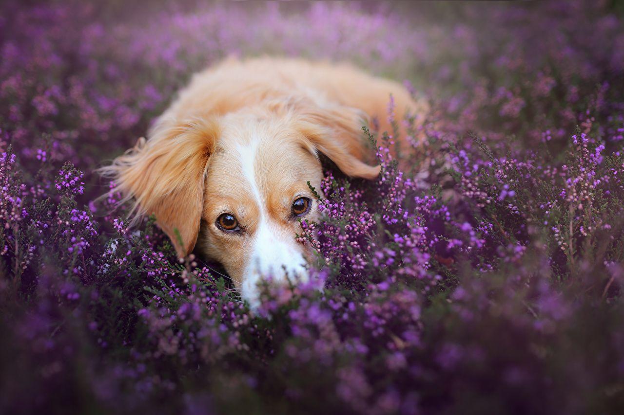Purple Dog Wallpapers Top Free Purple Dog Backgrounds WallpaperAccess