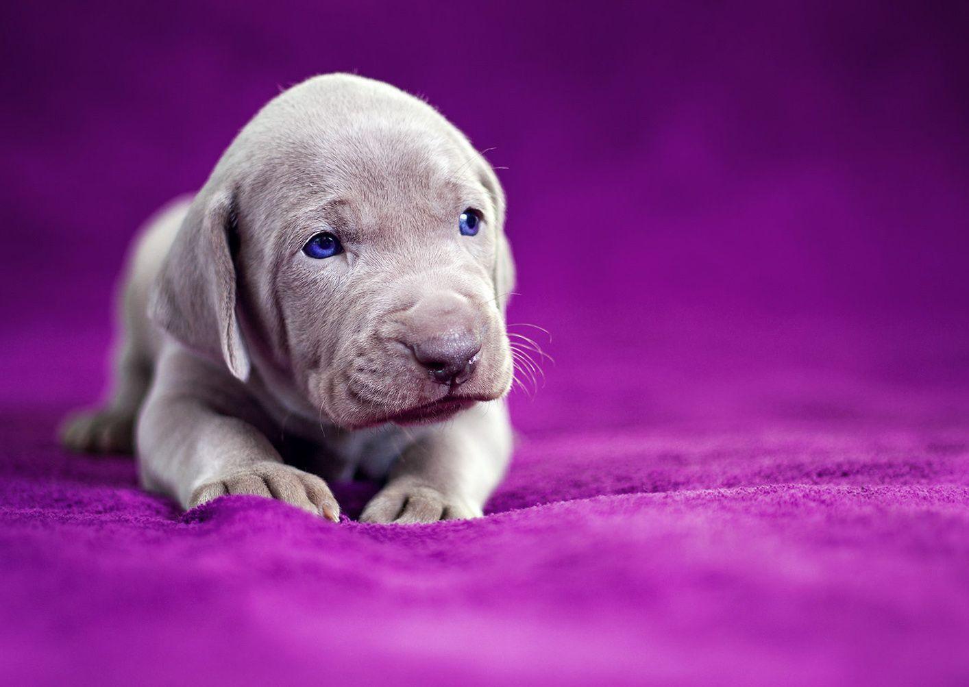 Purple Dog Wallpapers Top Free Purple Dog Backgrounds WallpaperAccess