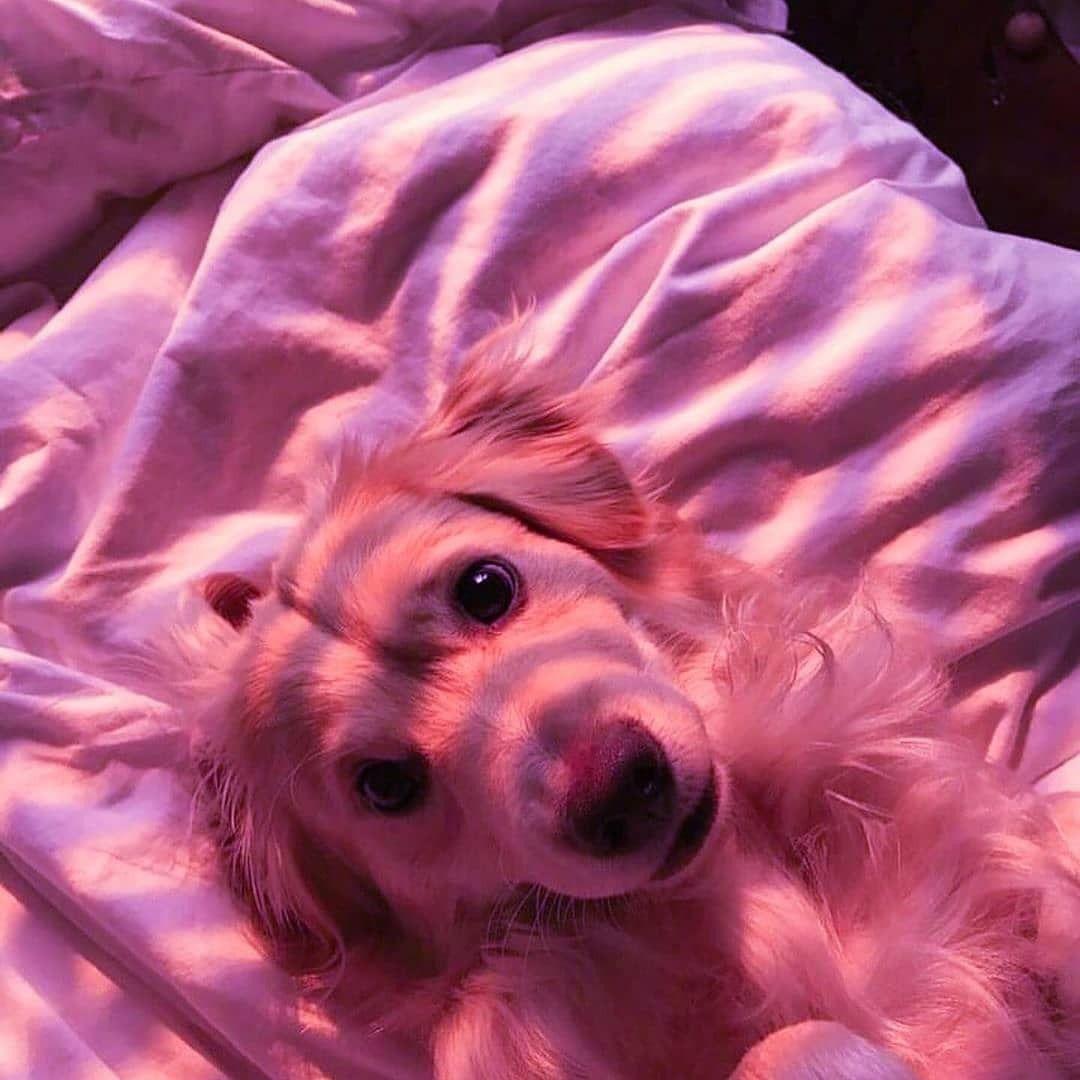 Purple Dog Wallpapers Top Free Purple Dog Backgrounds WallpaperAccess