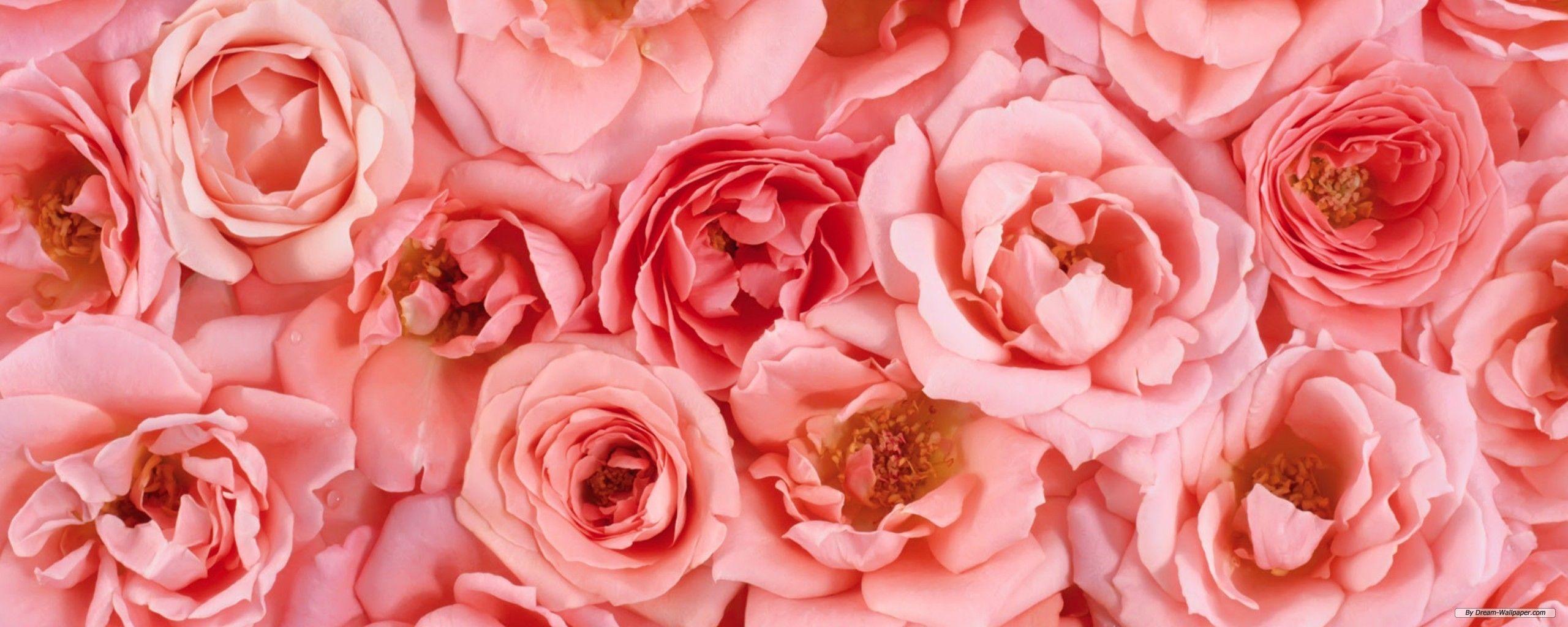 Pink Dual Monitor Wallpapers Top Free Pink Dual Monitor Backgrounds