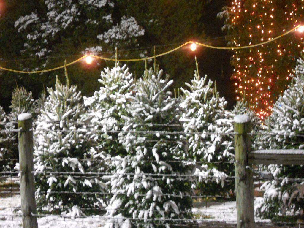 Christmas Tree Farm Wallpapers Top Free Christmas Tree Farm