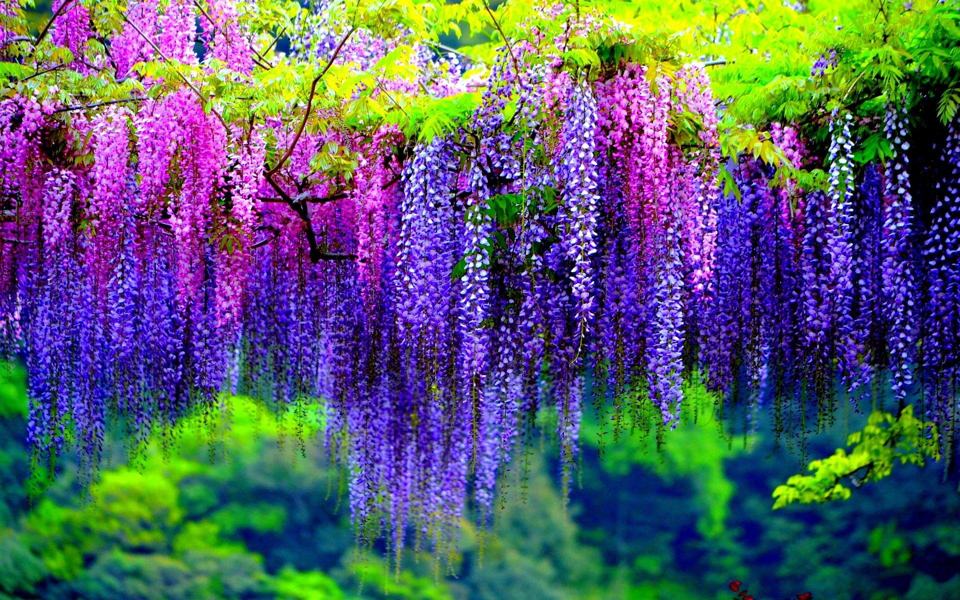 Spring in Japan Wallpapers Top Free Spring in Japan Backgrounds