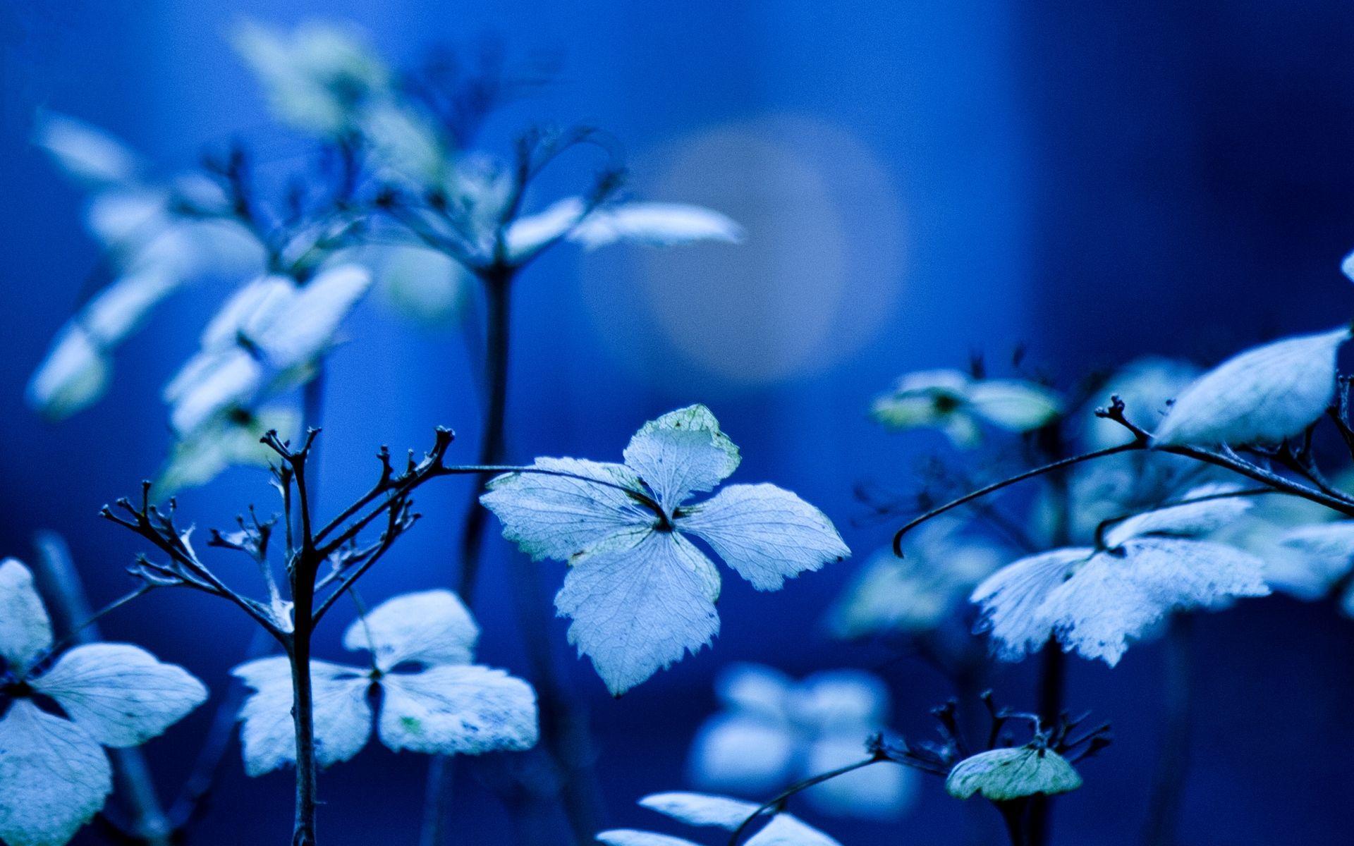 Garden Blue Wallpapers Top Free Garden Blue Backgrounds WallpaperAccess