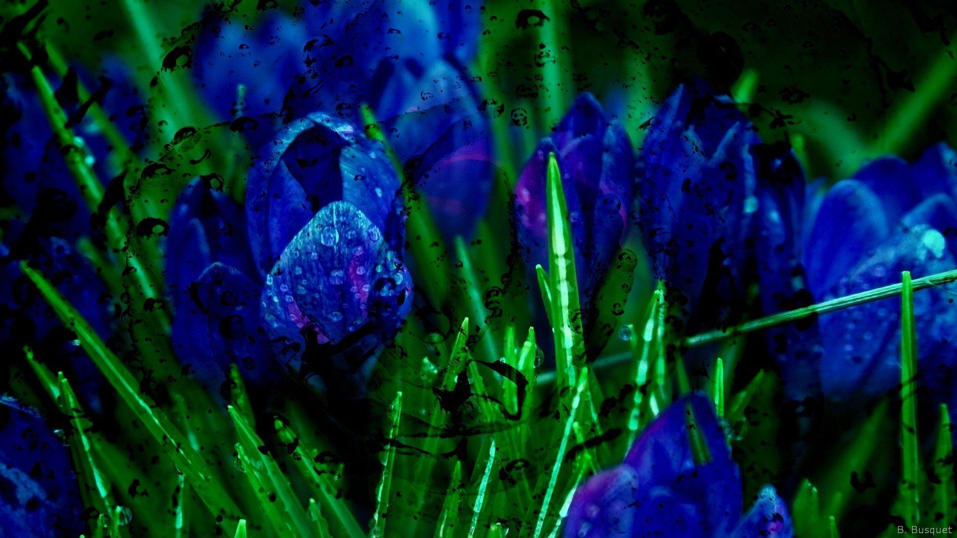 Garden Blue Wallpapers Top Free Garden Blue Backgrounds WallpaperAccess