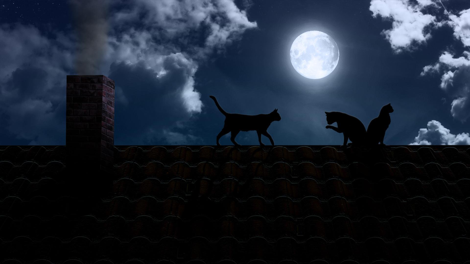 Cat and Moon Wallpapers Top Free Cat and Moon Backgrounds