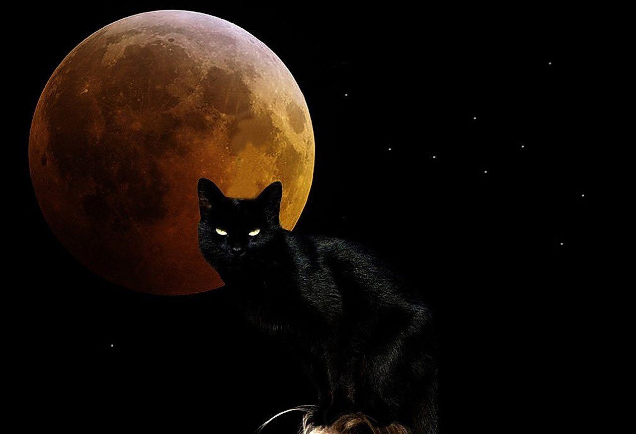 Cat and Moon Wallpapers Top Free Cat and Moon Backgrounds