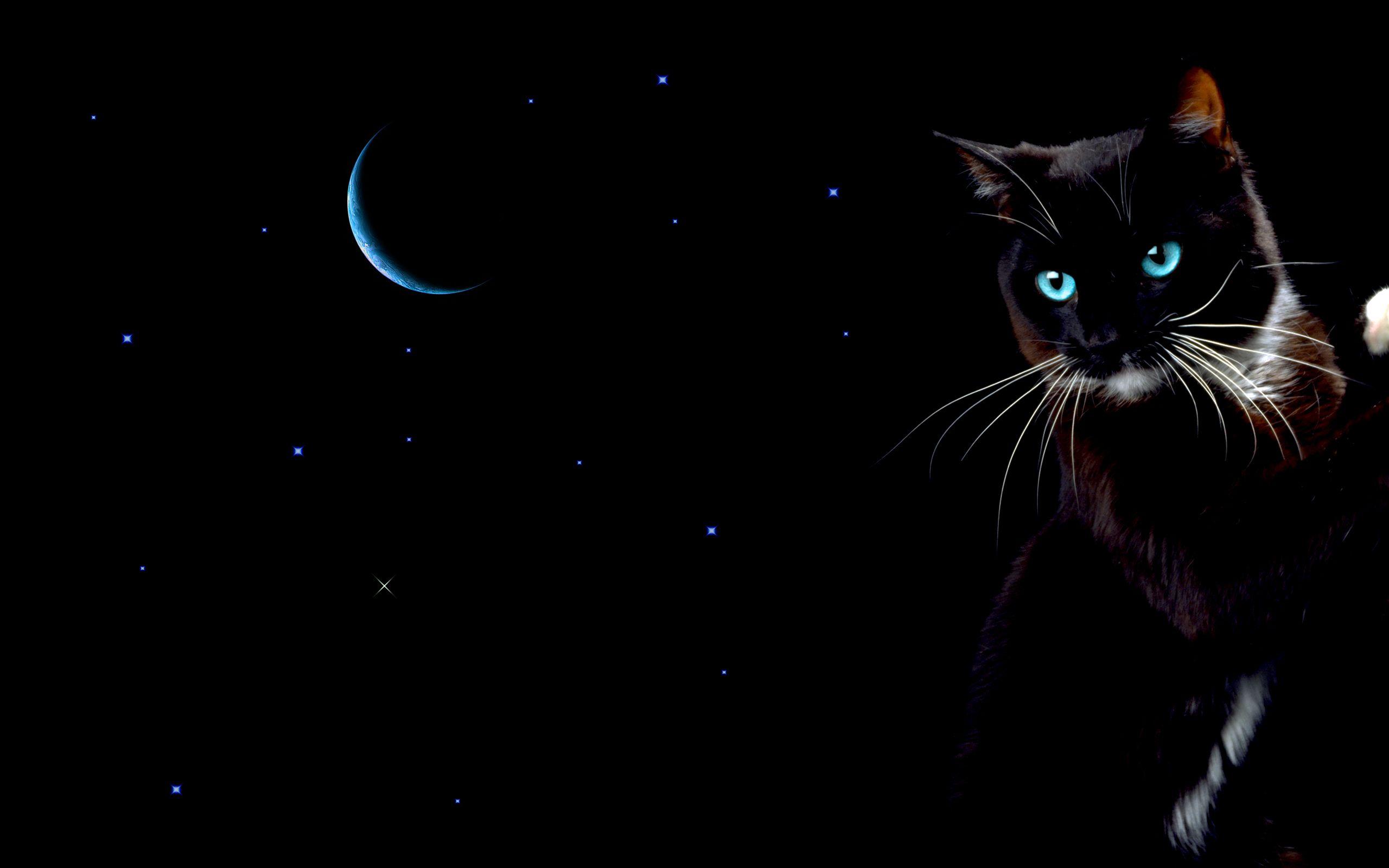 Cat and Moon Wallpapers Top Free Cat and Moon Backgrounds