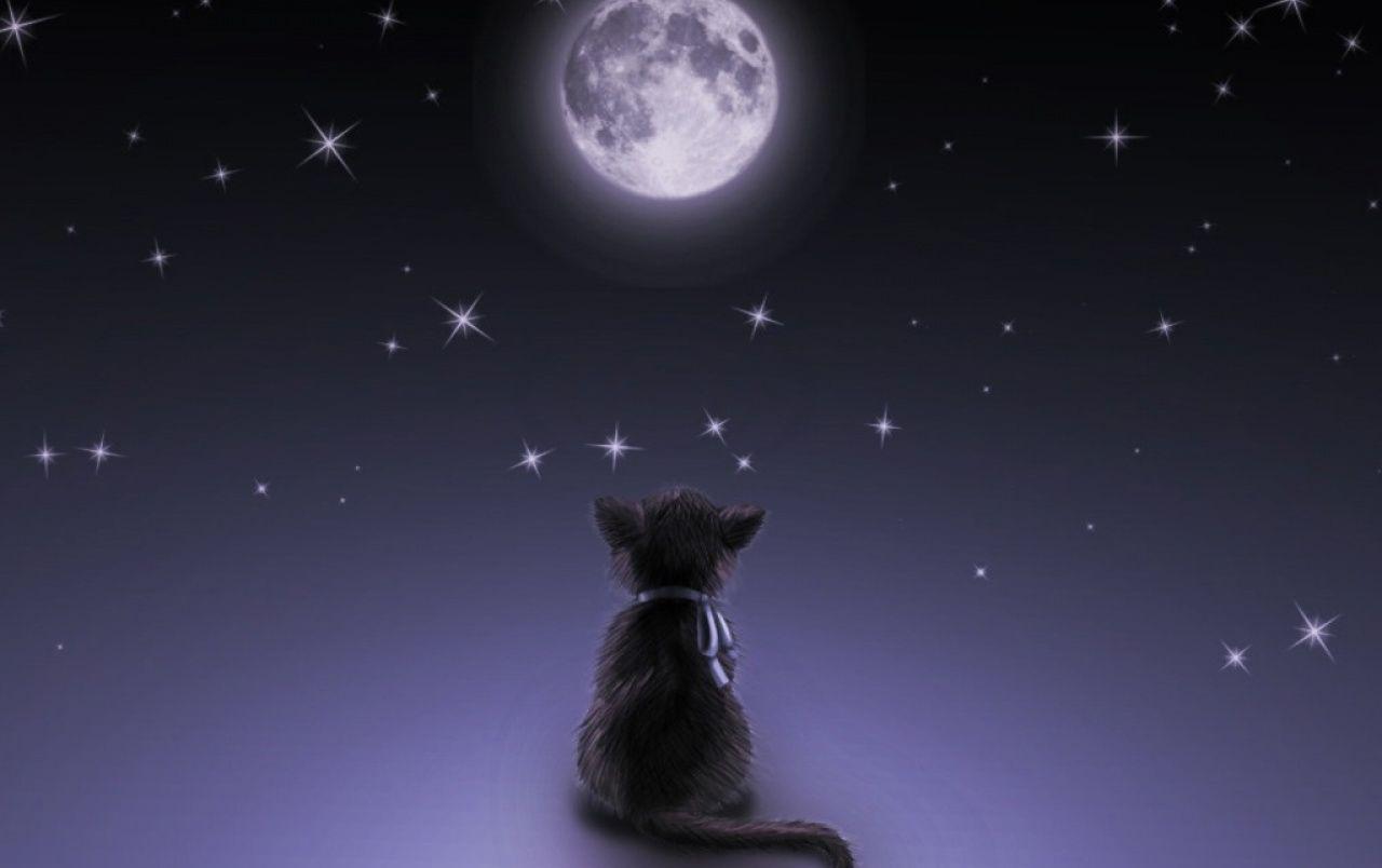 Cat and Moon Wallpapers Top Free Cat and Moon Backgrounds