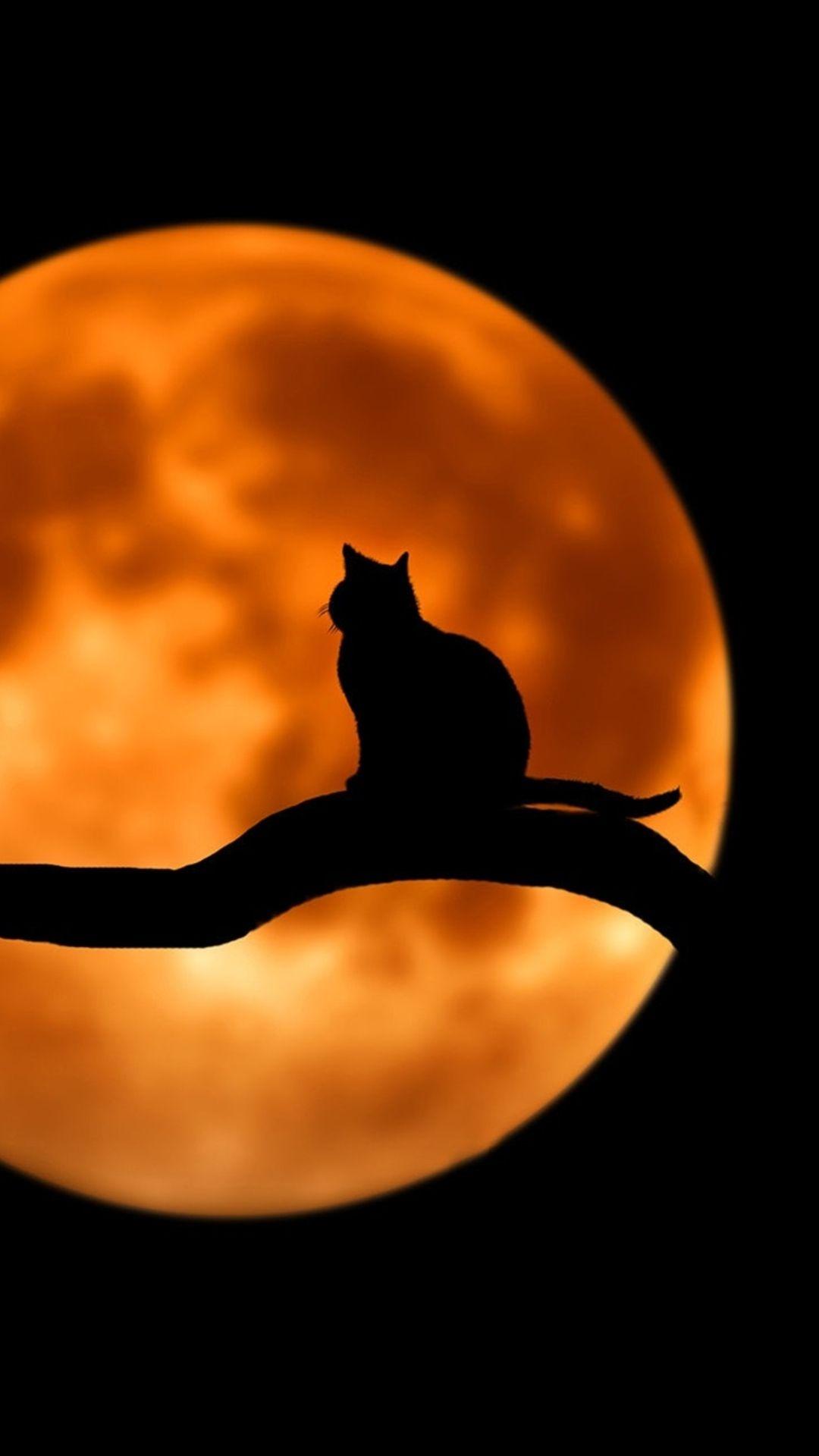 Cat and Moon Wallpapers Top Free Cat and Moon Backgrounds