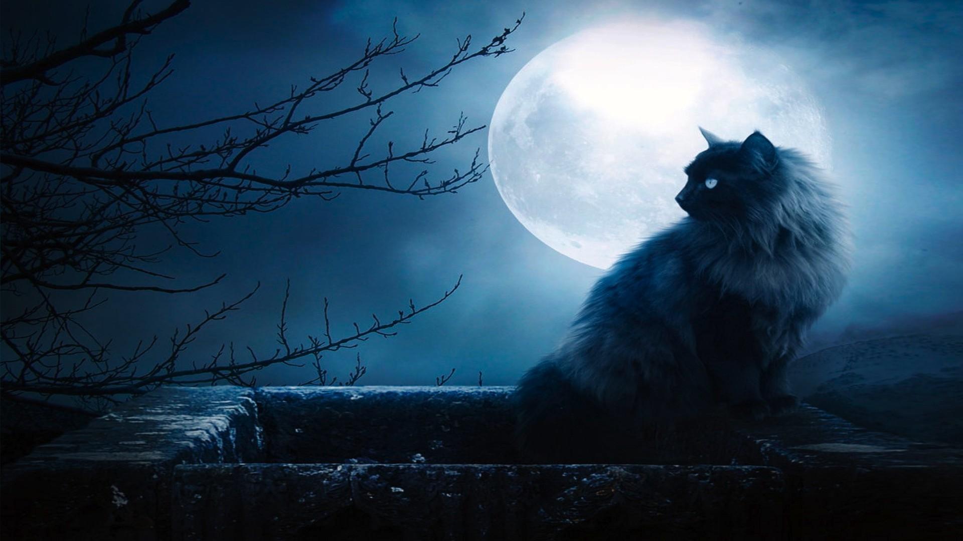 Moon Cat Wallpapers Top Free Moon Cat Backgrounds WallpaperAccess