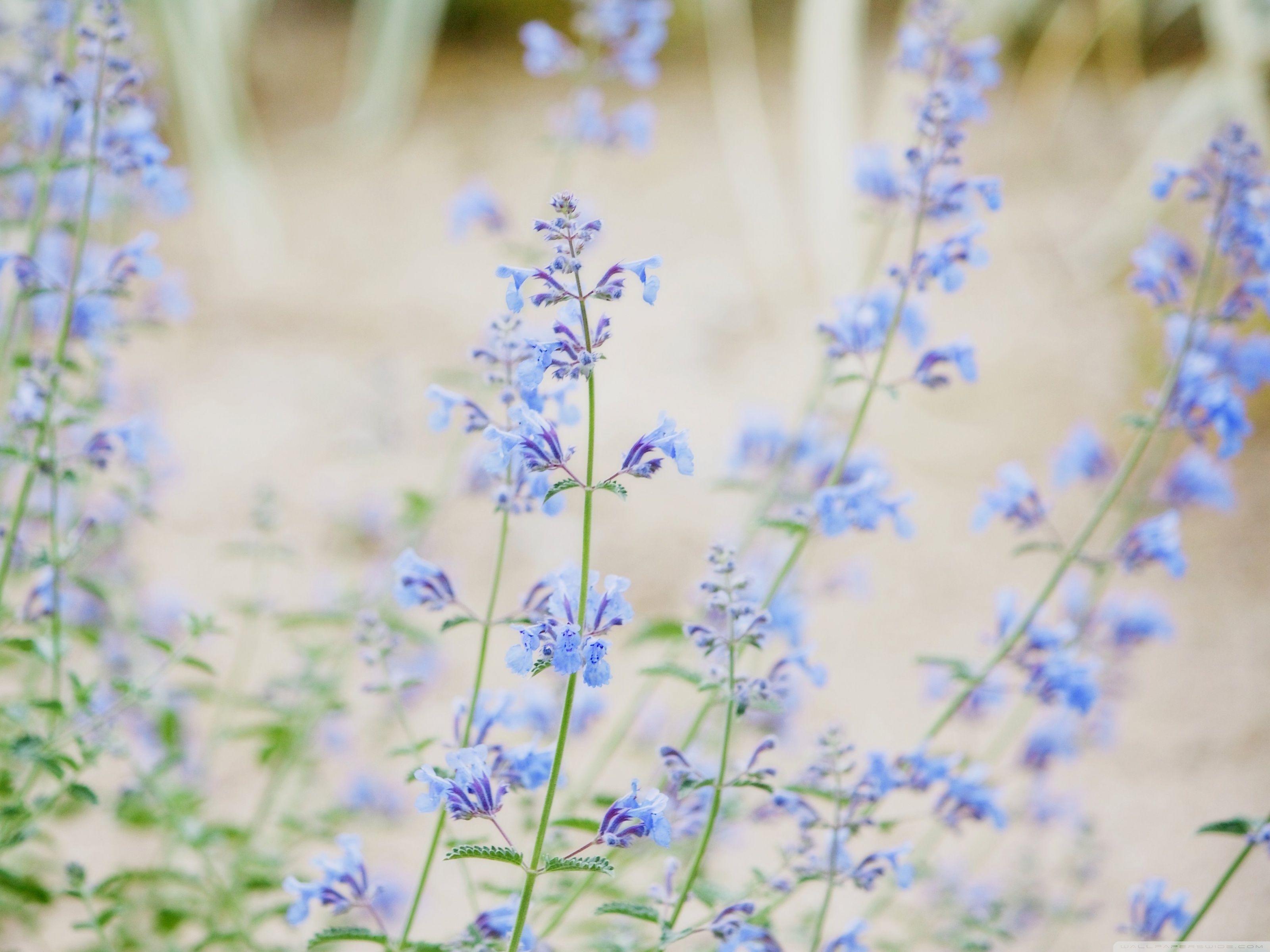 Small Flower Wallpapers Top Free Small Flower Backgrounds