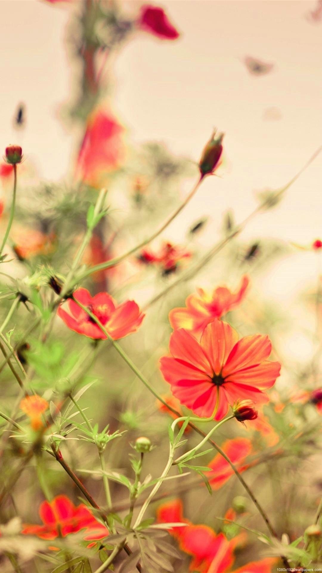 Small Flower Wallpapers Top Free Small Flower Backgrounds