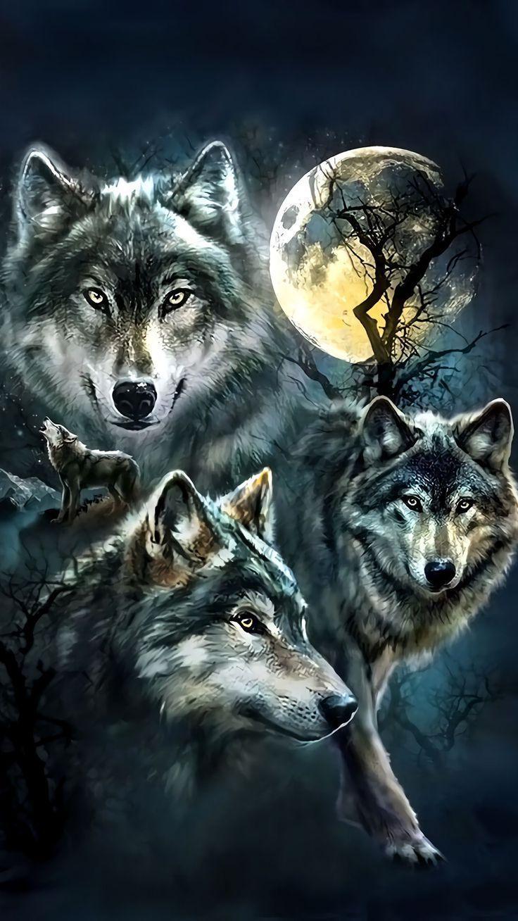 Amazing Wolf Wallpapers Top Free Amazing Wolf Backgrounds