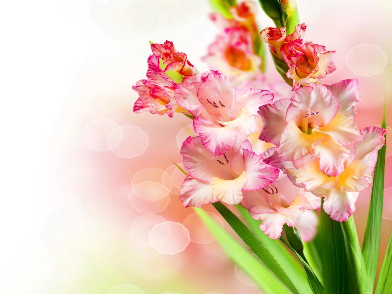 Gladiolus Wallpapers Top Free Gladiolus Backgrounds WallpaperAccess