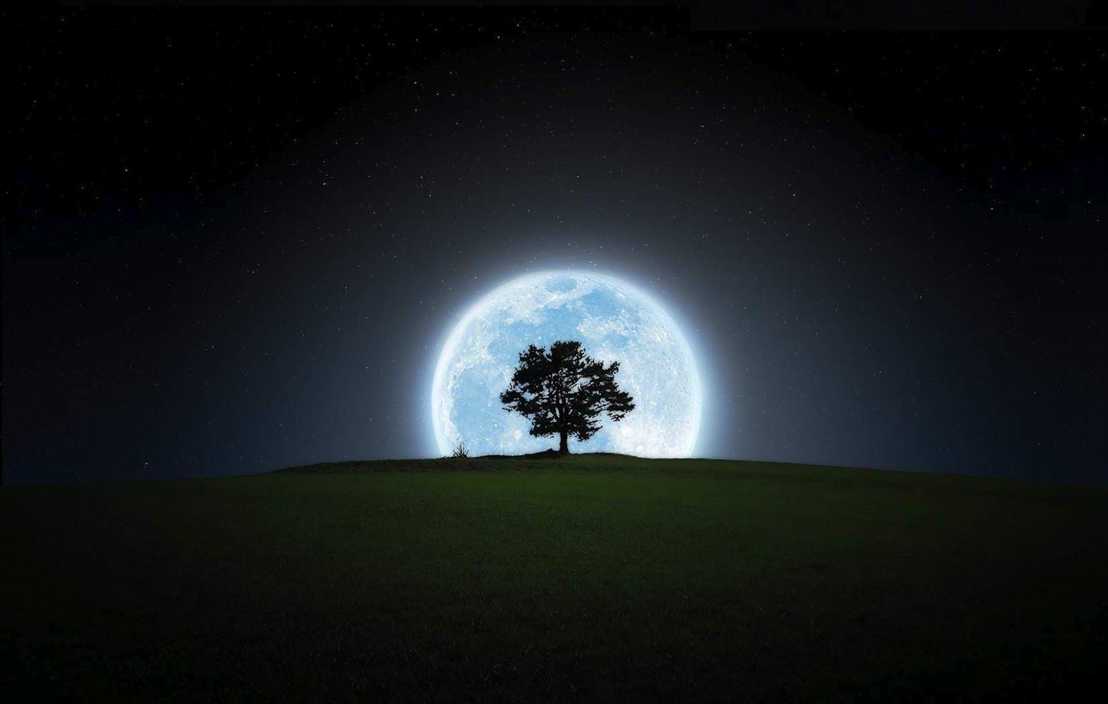 Moon and Tree Wallpapers Top Free Moon and Tree Backgrounds