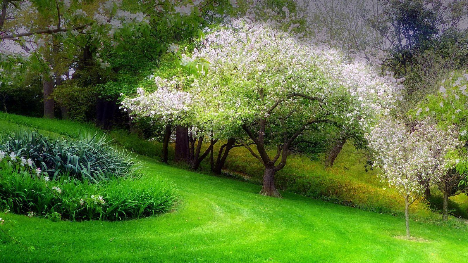 Flower Trees Wallpapers Top Free Flower Trees Backgrounds