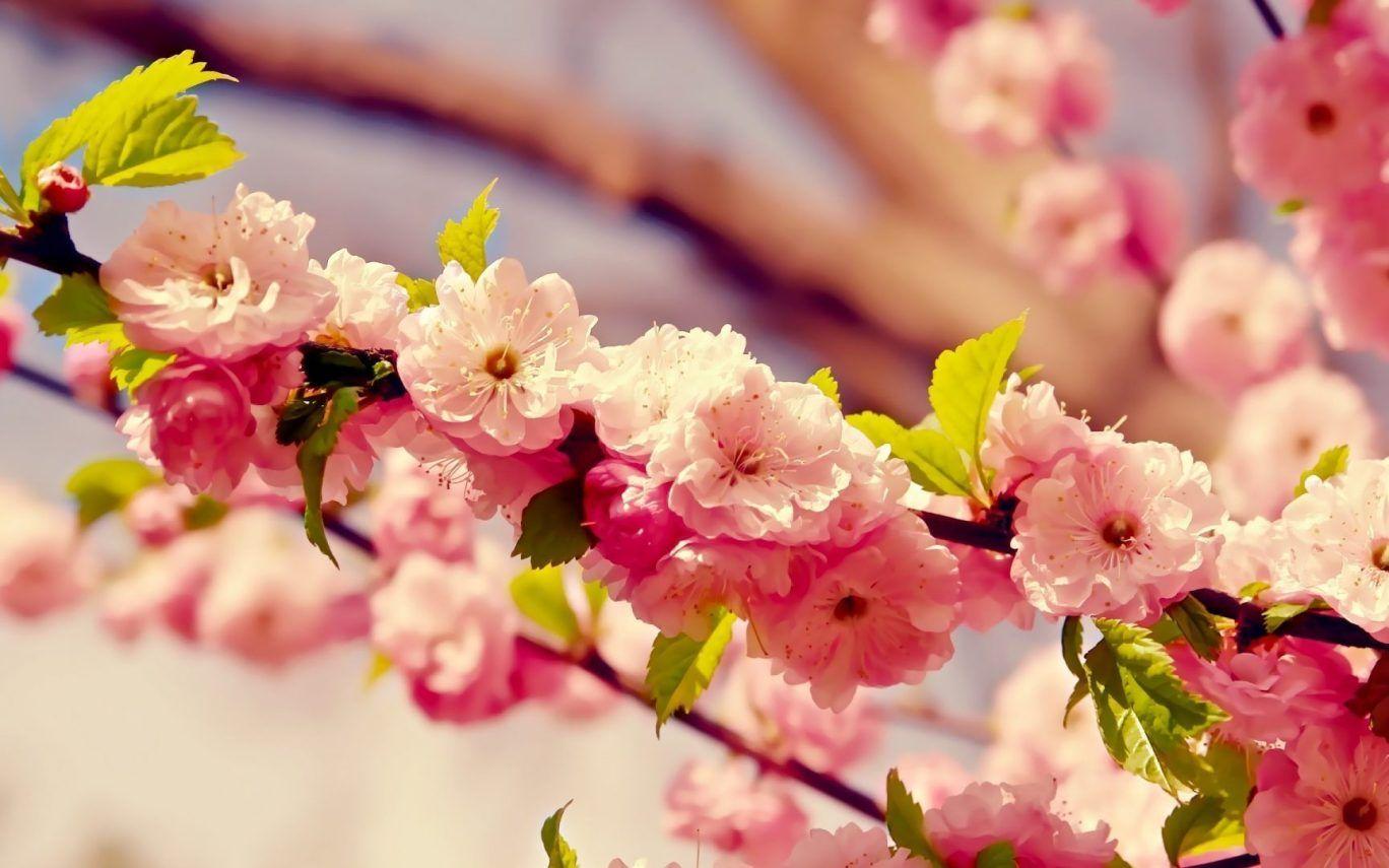 Flower Trees Wallpapers Top Free Flower Trees Backgrounds