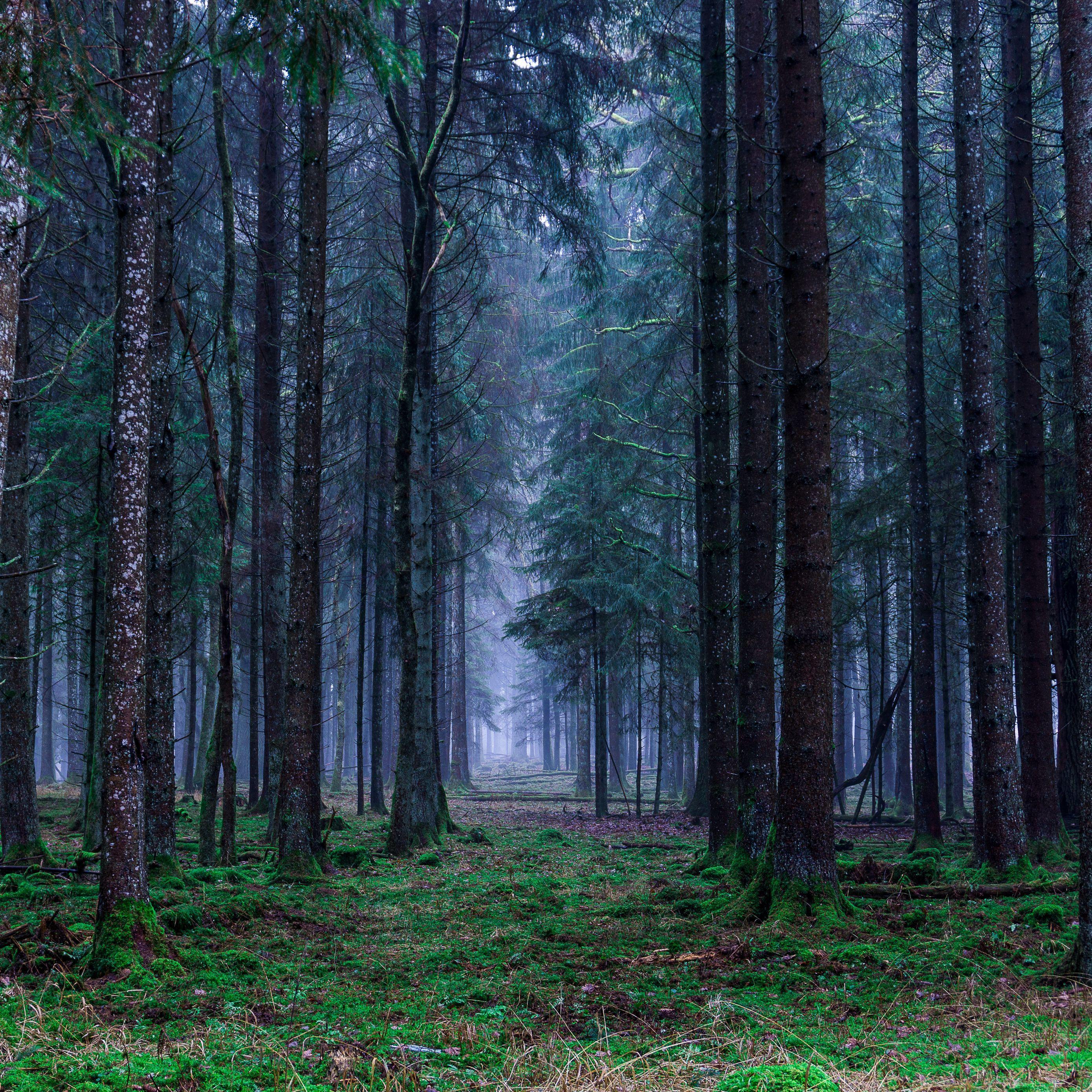 Forest iPad Wallpapers Top Free Forest iPad Backgrounds WallpaperAccess