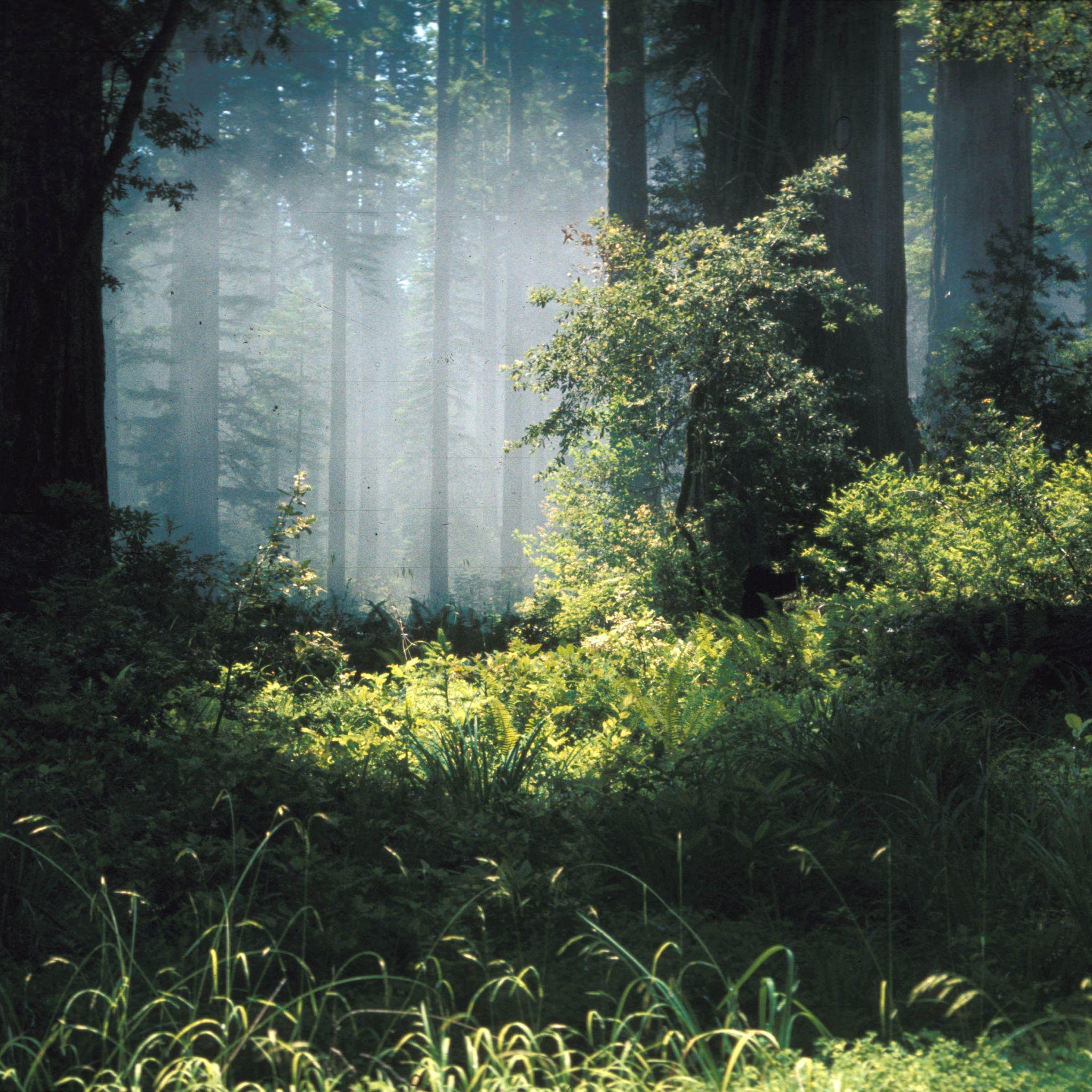 Forest iPad Wallpapers Top Free Forest iPad Backgrounds WallpaperAccess