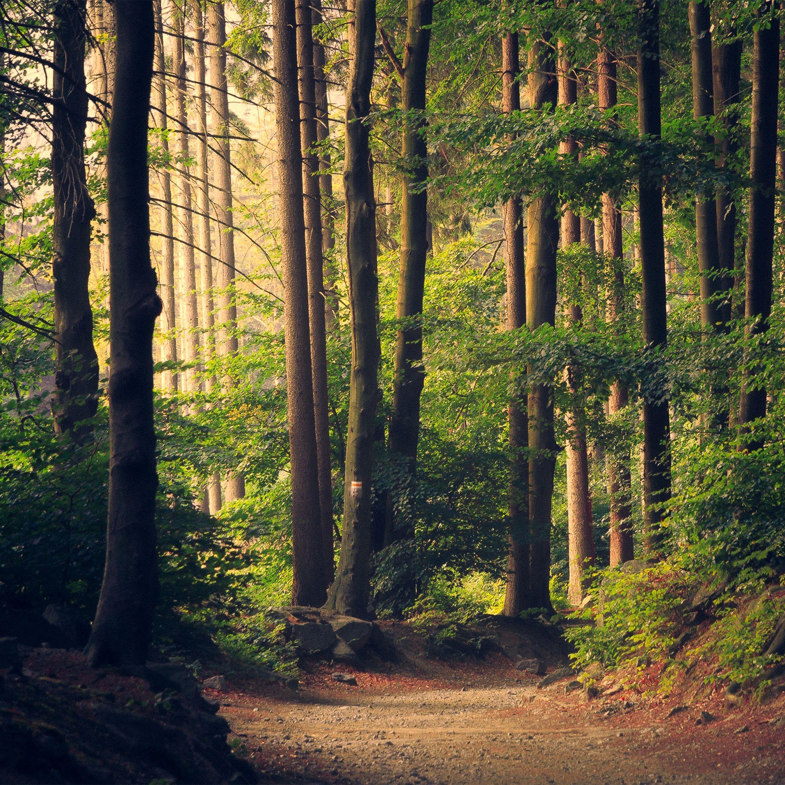 Forest iPad Wallpapers Top Free Forest iPad Backgrounds WallpaperAccess