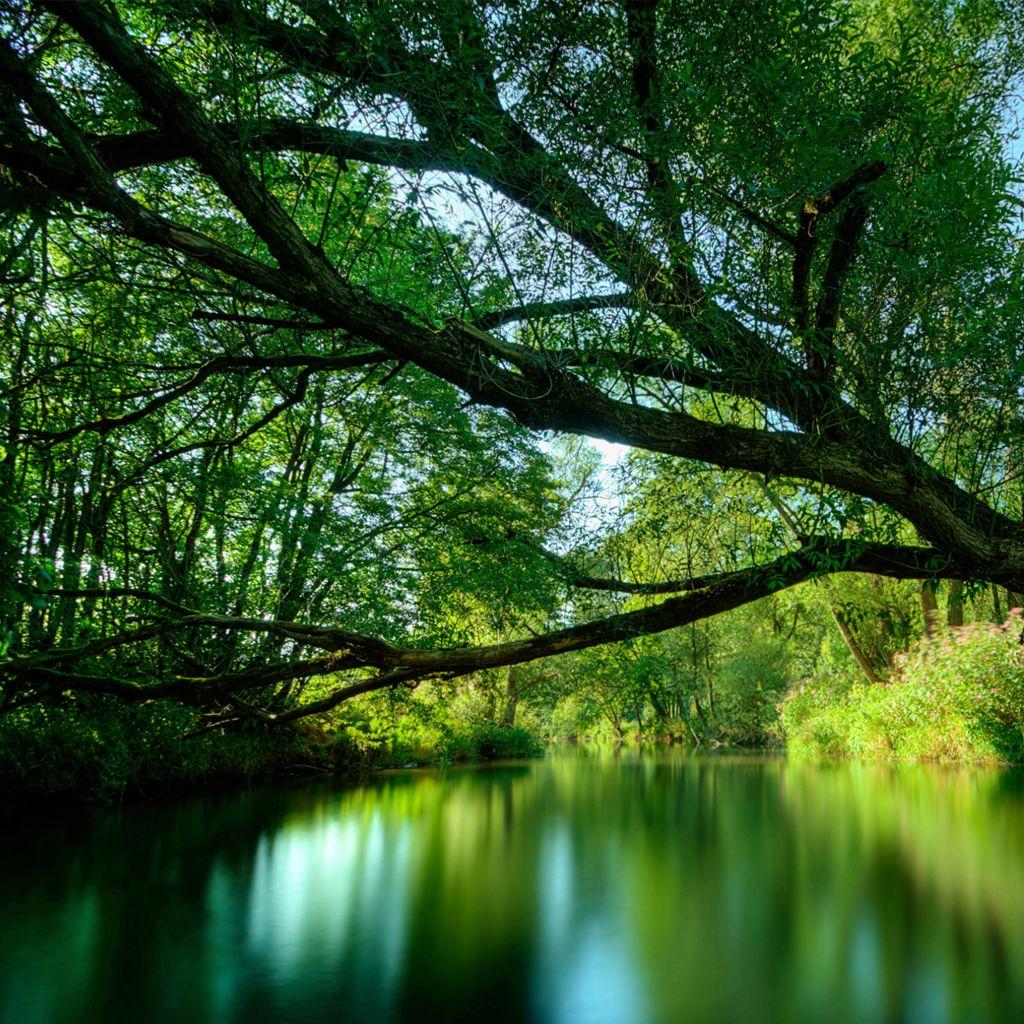 Forest iPad Wallpapers Top Free Forest iPad Backgrounds WallpaperAccess