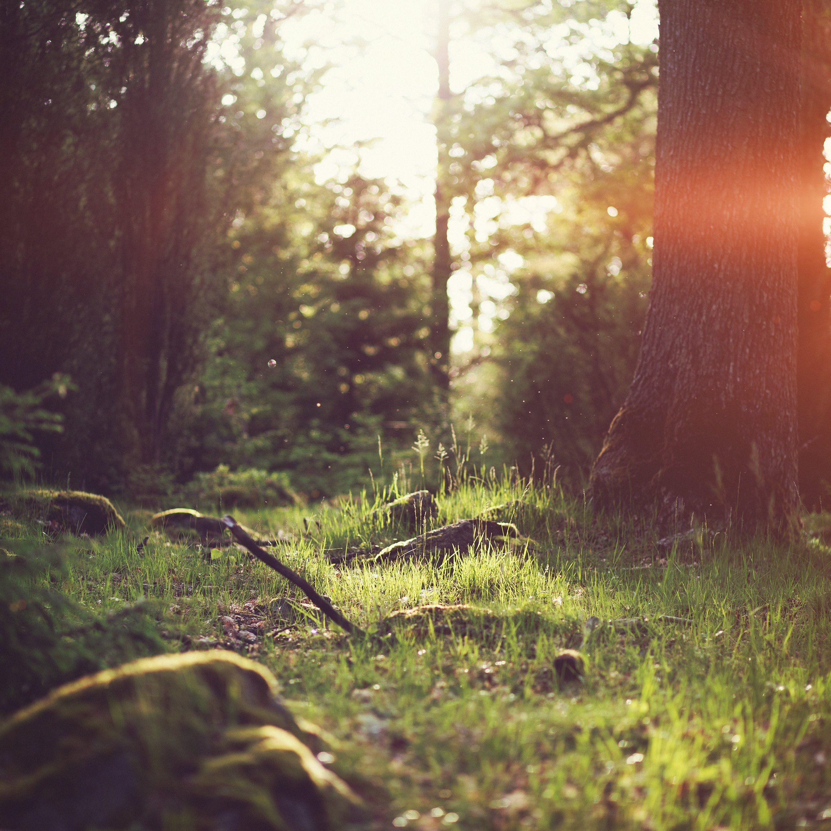 Forest iPad Wallpapers Top Free Forest iPad Backgrounds WallpaperAccess