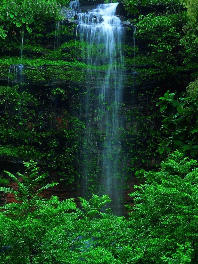 Forest iPad Wallpapers Top Free Forest iPad Backgrounds WallpaperAccess