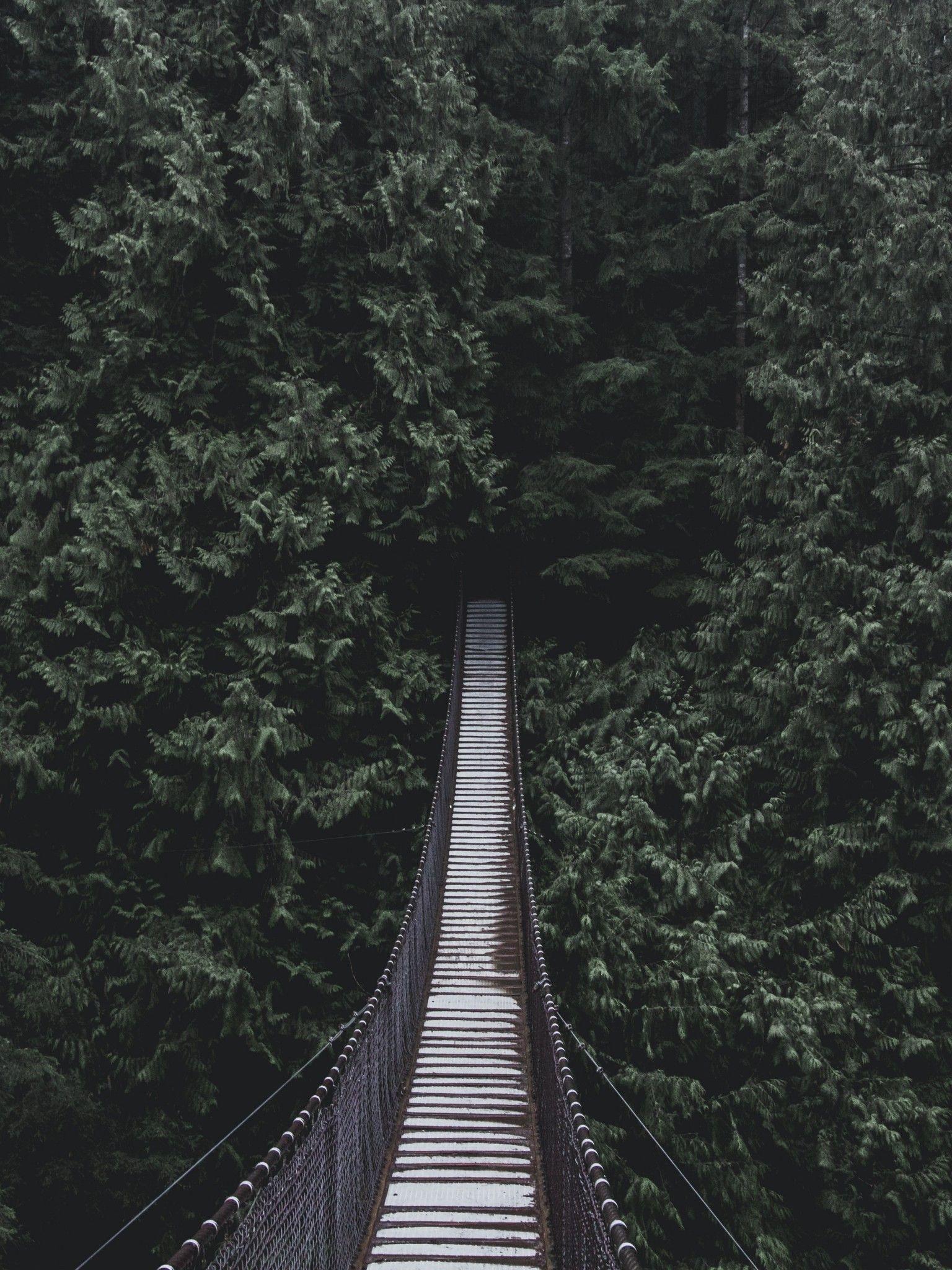 Forest iPad Wallpapers Top Free Forest iPad Backgrounds WallpaperAccess