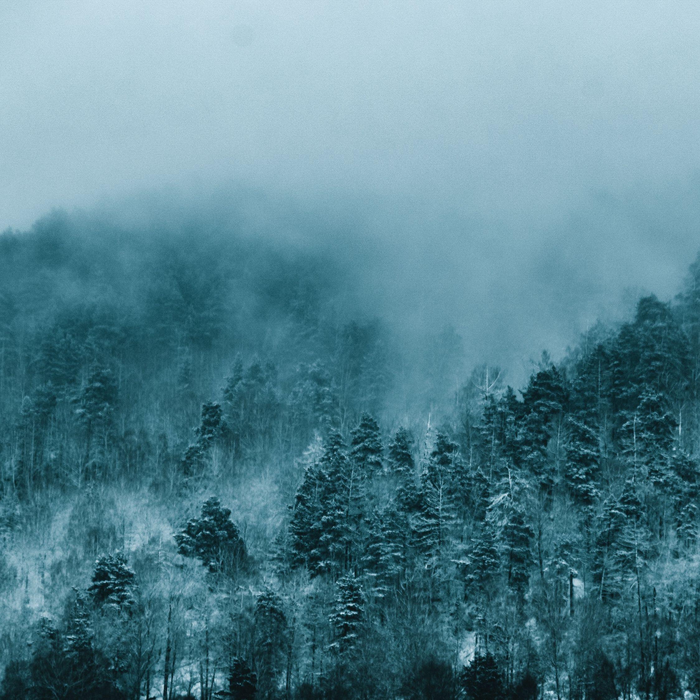 Forest iPad Wallpapers Top Free Forest iPad Backgrounds WallpaperAccess