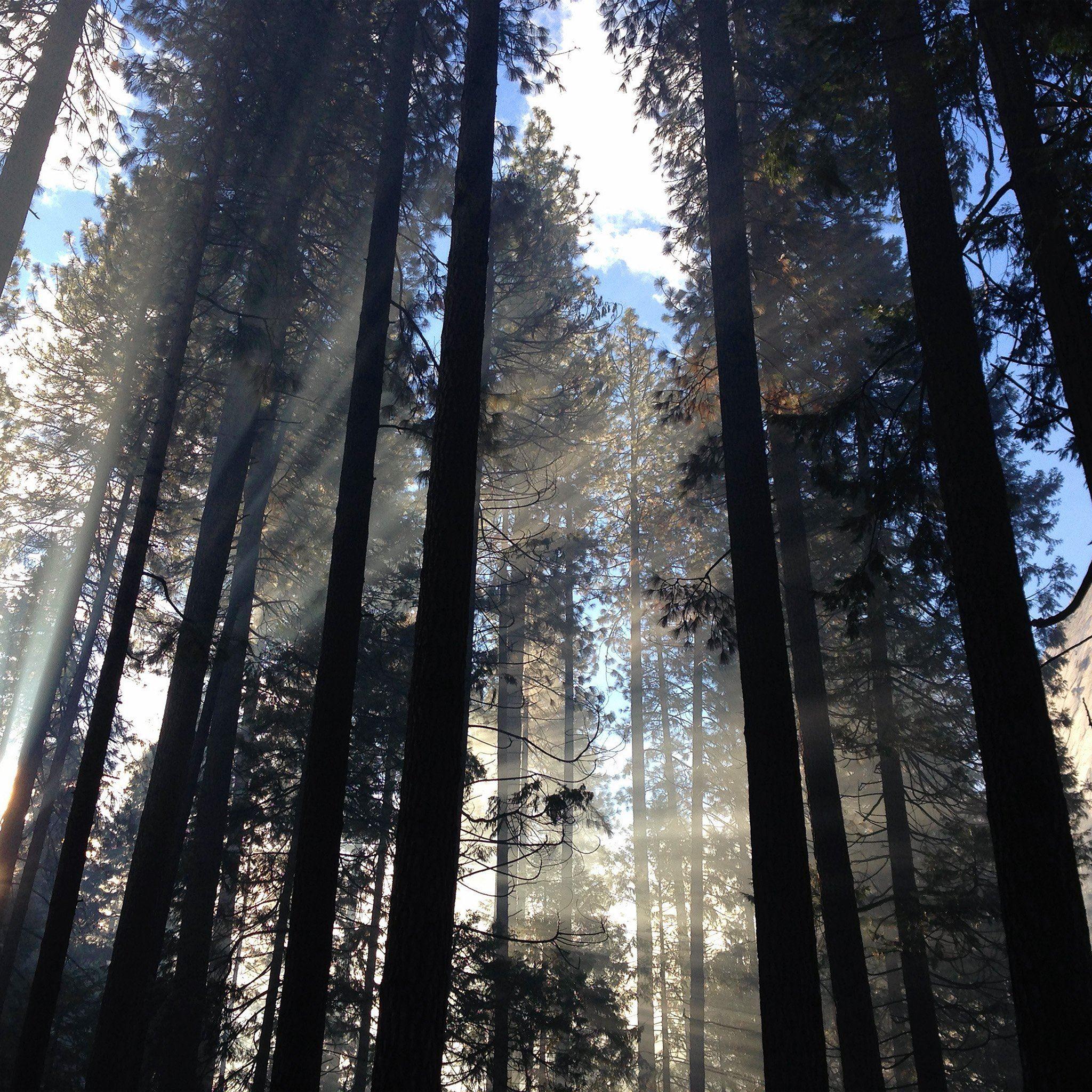 Forest iPad Wallpapers Top Free Forest iPad Backgrounds WallpaperAccess