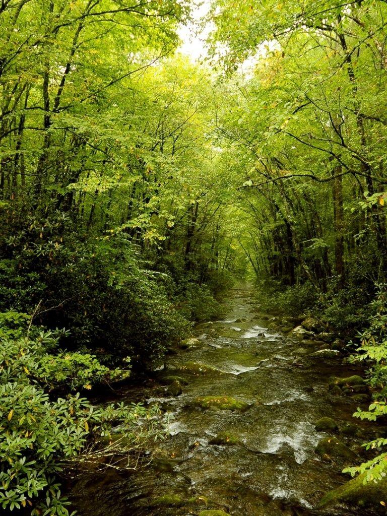 Forest iPad Wallpapers Top Free Forest iPad Backgrounds WallpaperAccess