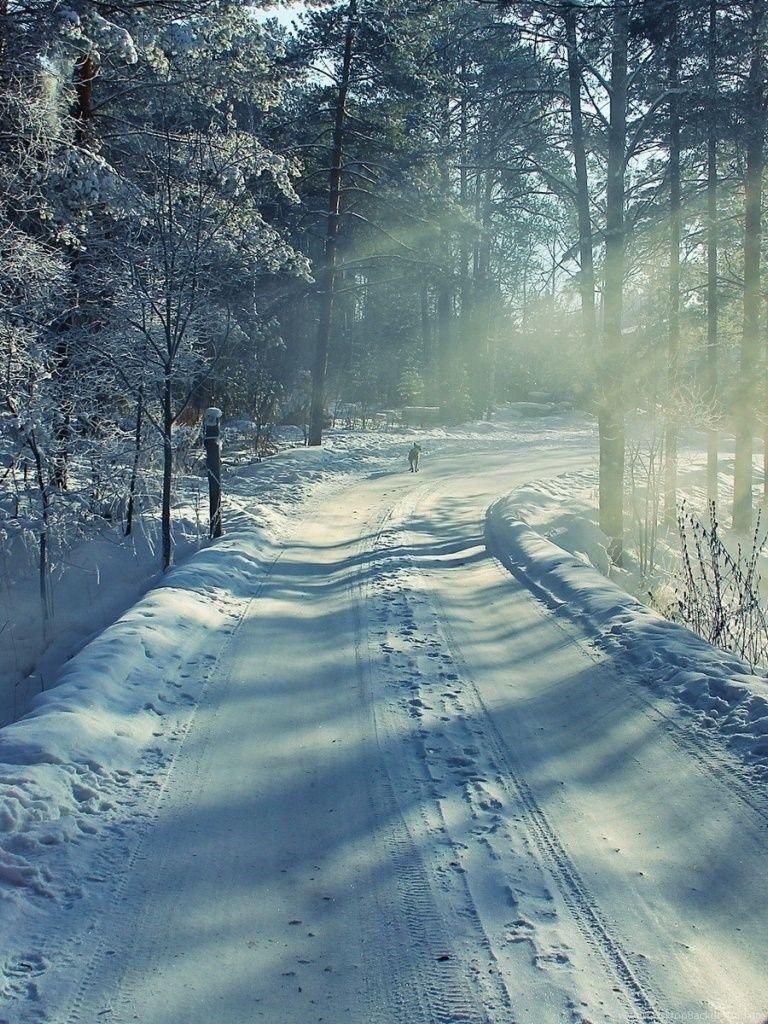 Forest iPad Wallpapers Top Free Forest iPad Backgrounds WallpaperAccess