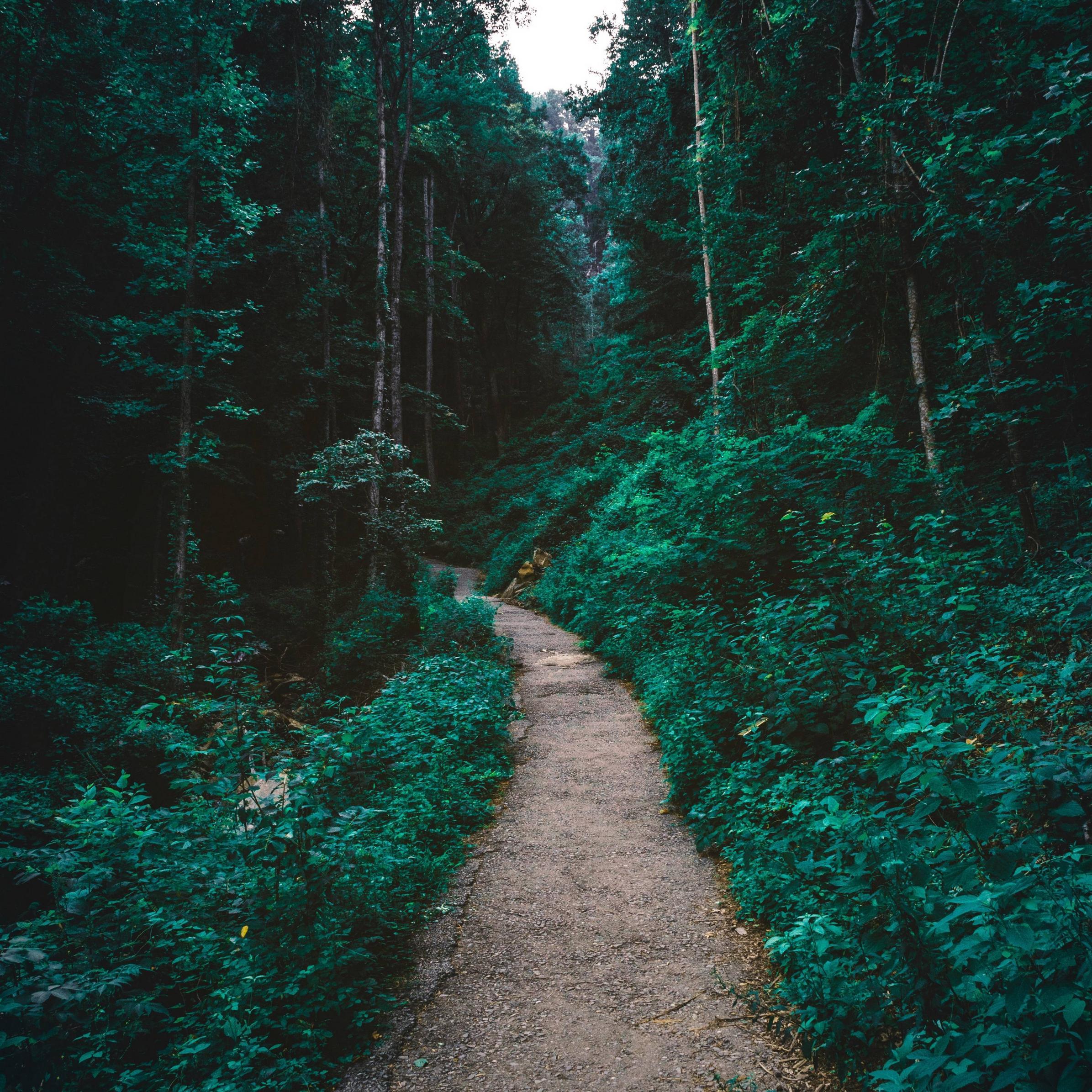 Forest iPad Wallpapers Top Free Forest iPad Backgrounds WallpaperAccess