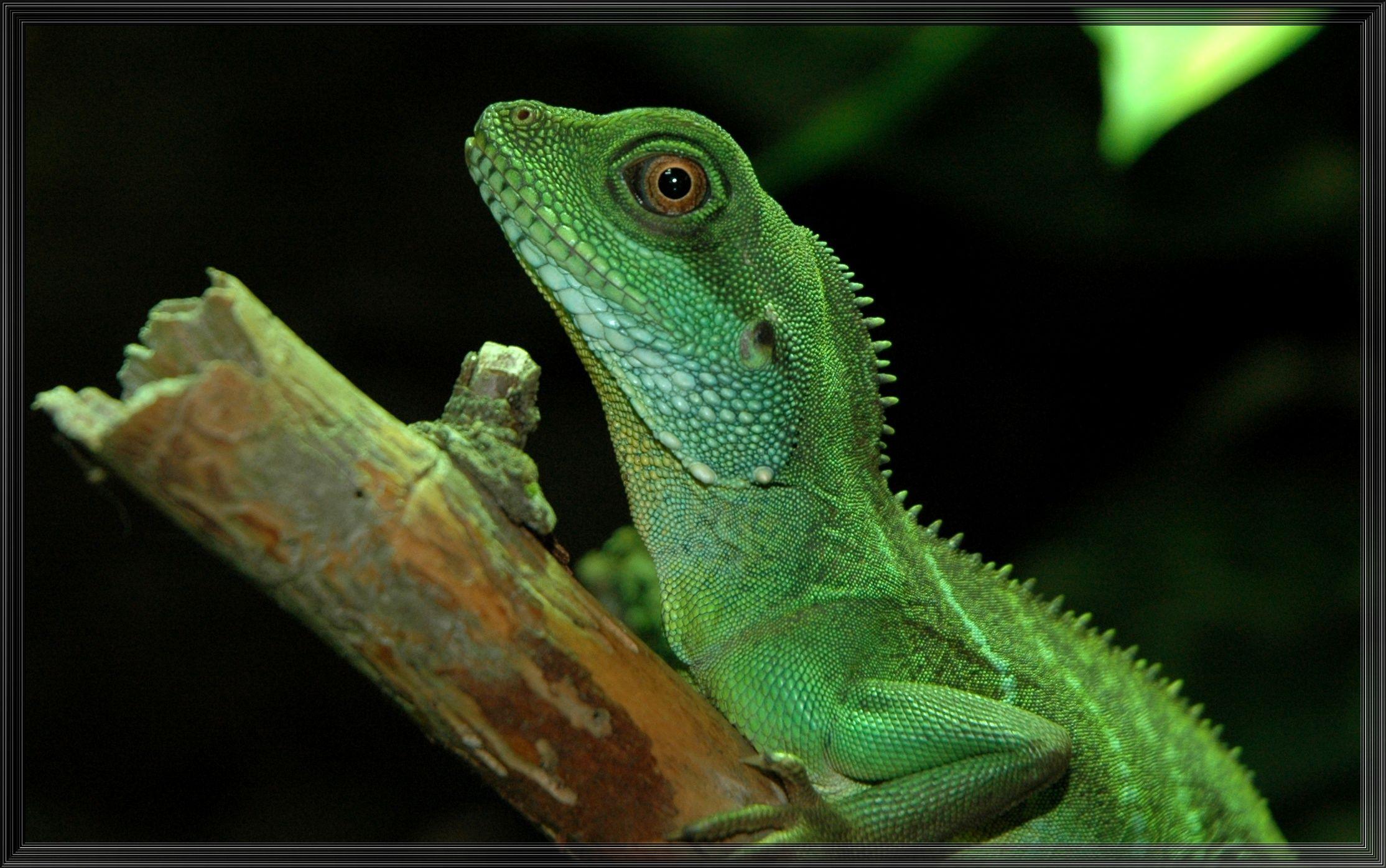 Water Dragon Lizard Wallpapers Top Free Water Dragon Lizard