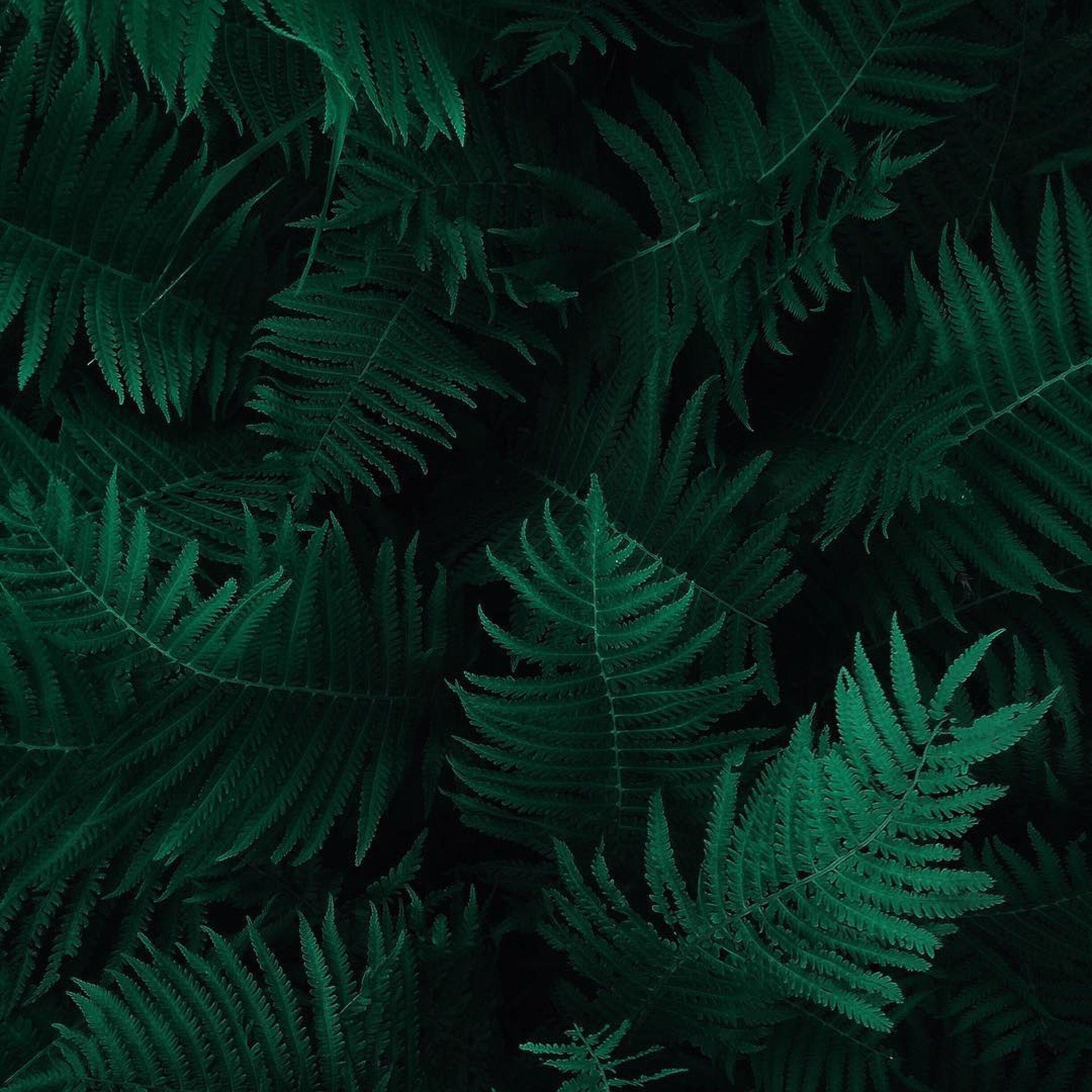 Leaves iPad Wallpapers Top Free Leaves iPad Backgrounds WallpaperAccess