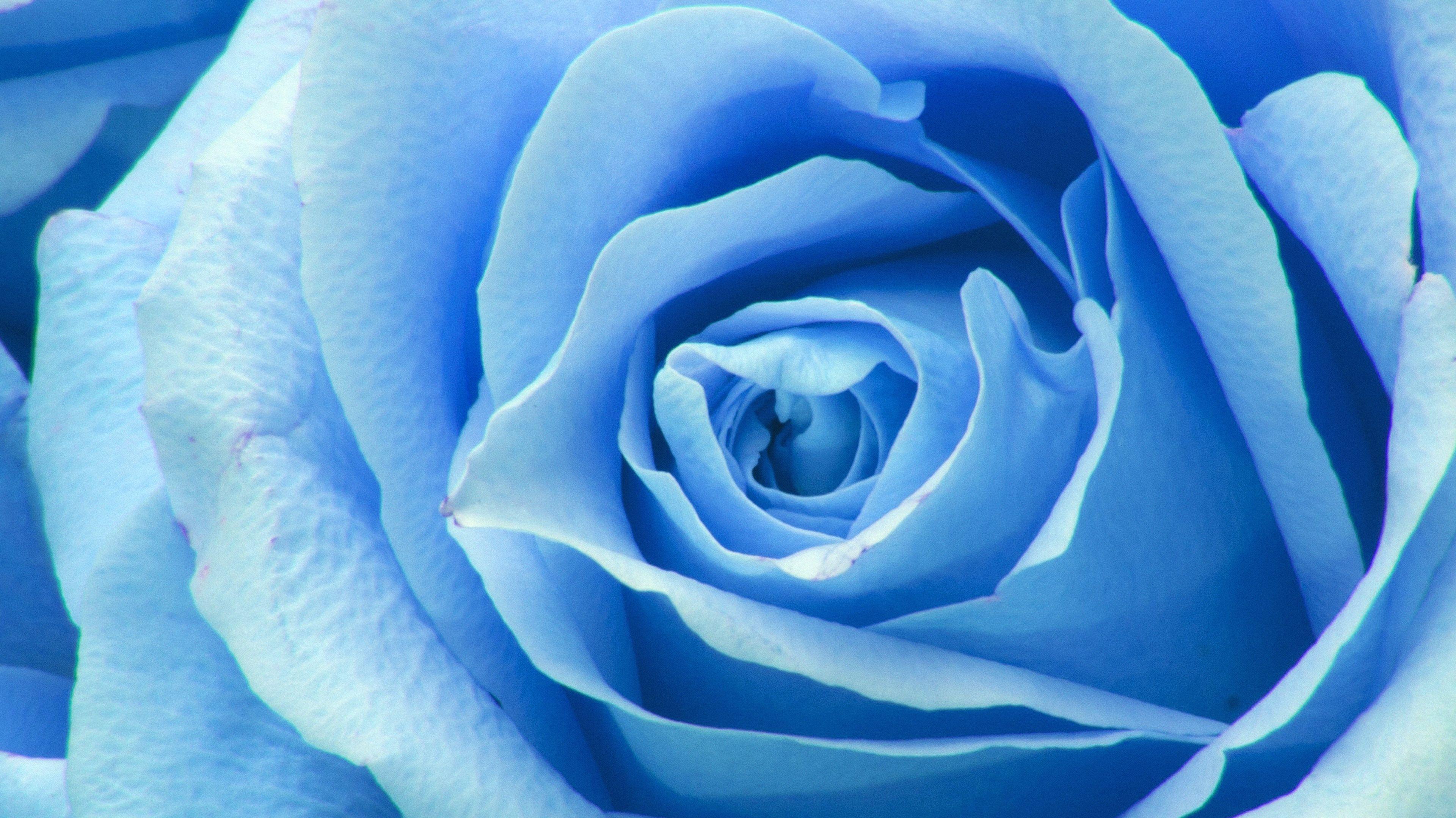 Blue Roses Laptop Wallpapers Top Free Blue Roses Laptop Backgrounds