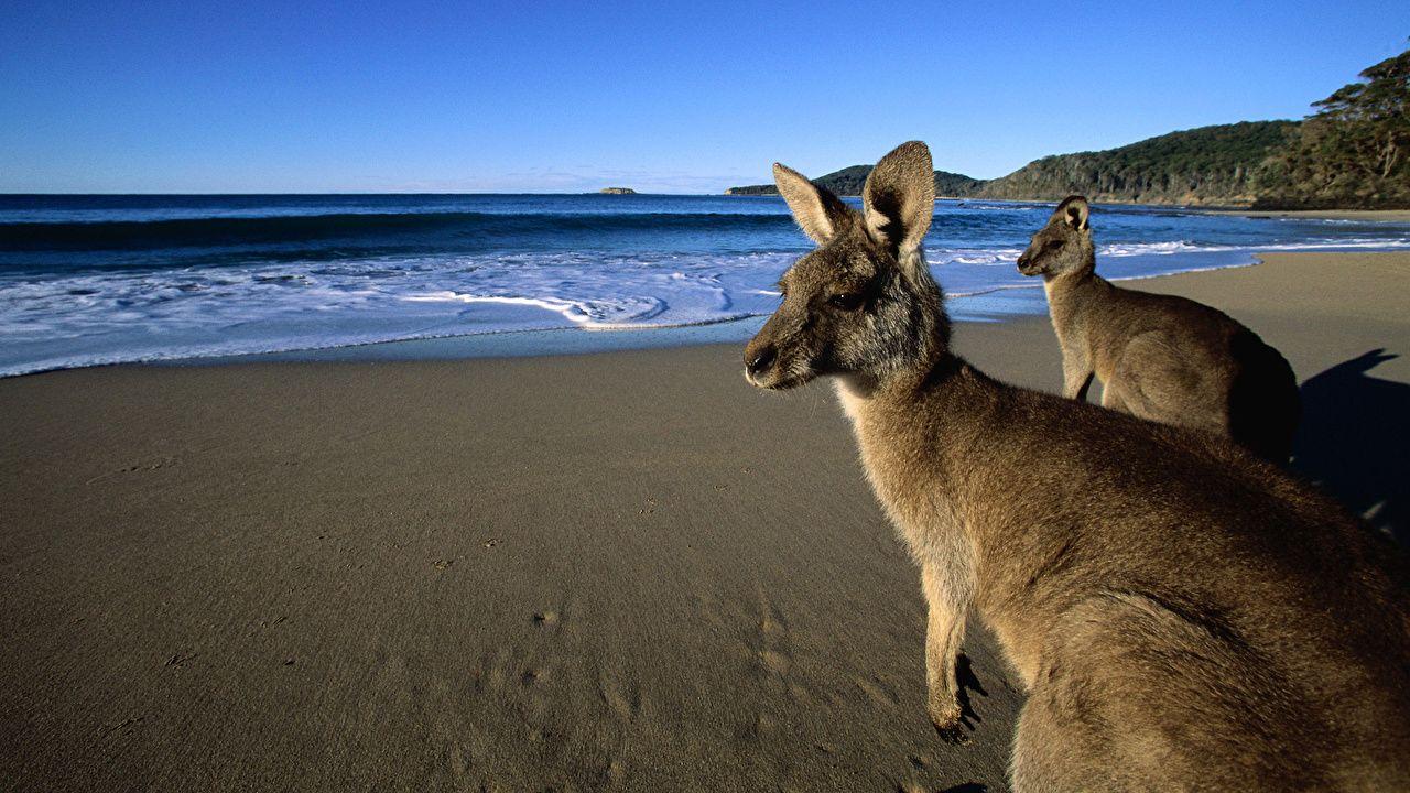 Australian Animal Wallpapers Top Free Australian Animal Backgrounds