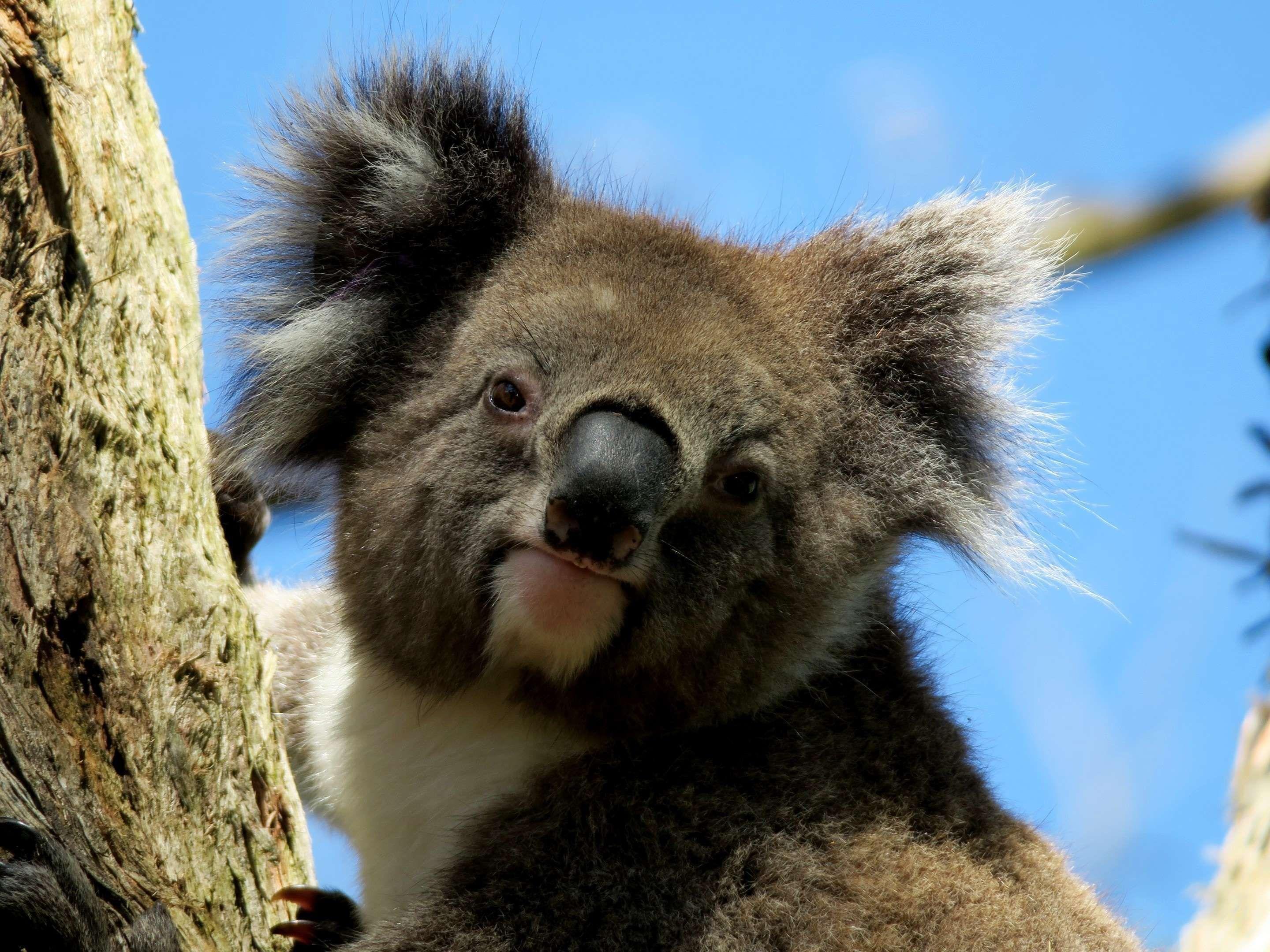 Australian Animal Wallpapers Top Free Australian Animal Backgrounds