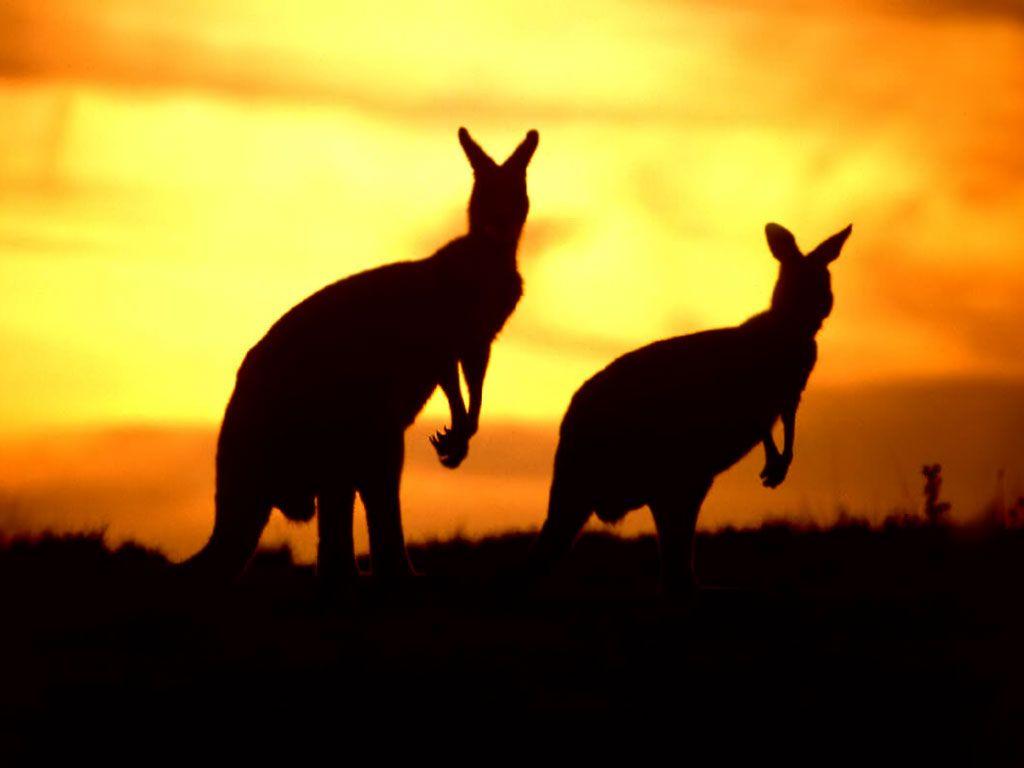 Australian Animal Wallpapers Top Free Australian Animal Backgrounds