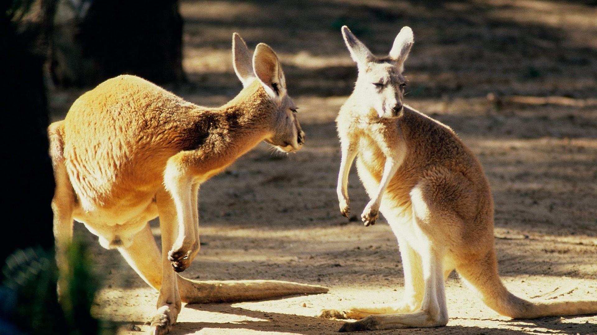 Australian Animal Wallpapers Top Free Australian Animal Backgrounds