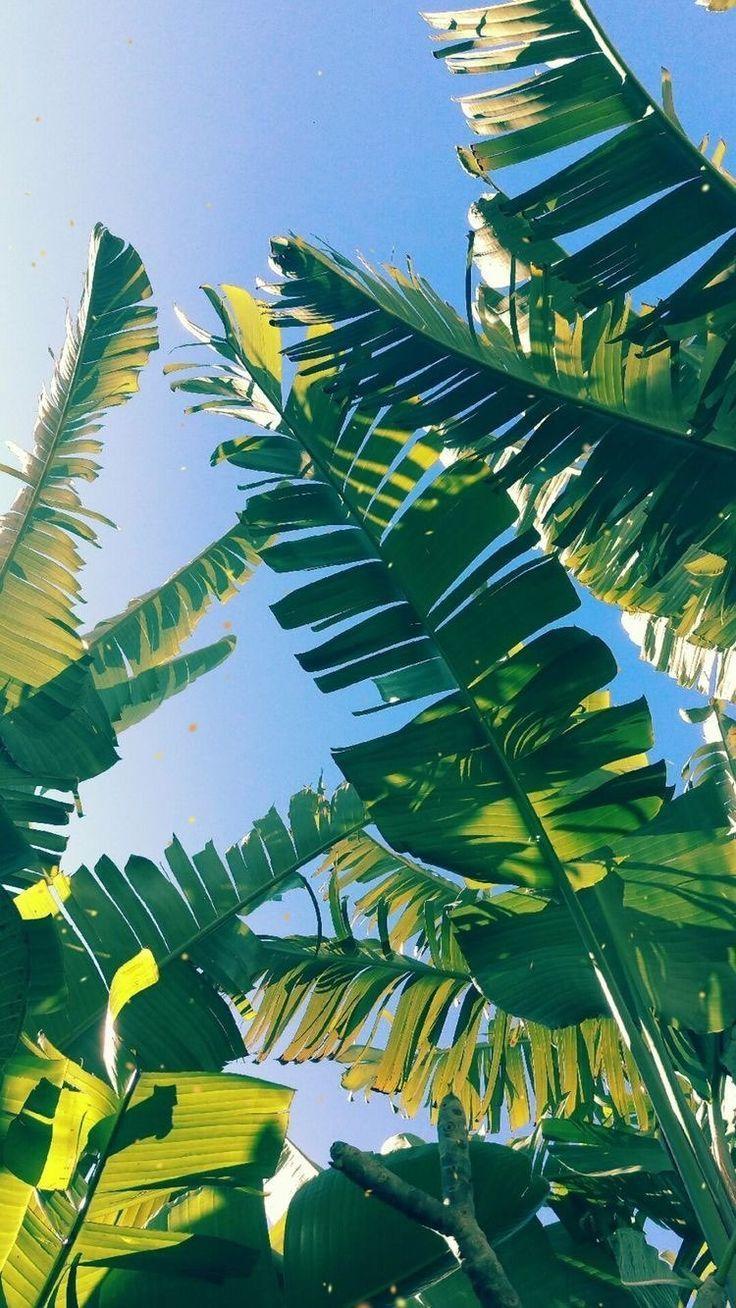 Aesthetic Palm Leaves Wallpapers Top Free Aesthetic Palm Leaves