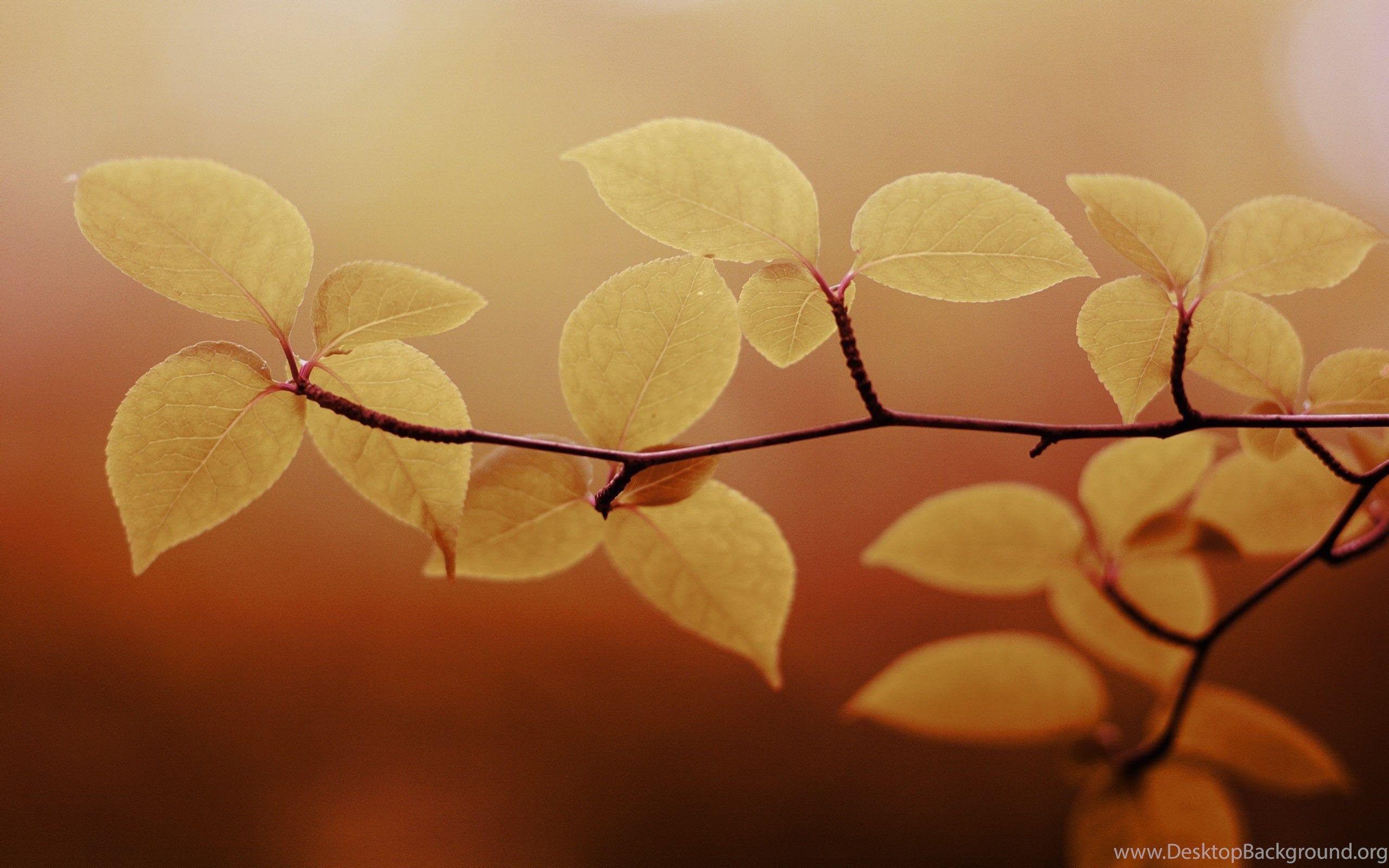 Brown Leaves Wallpapers Top Free Brown Leaves Backgrounds