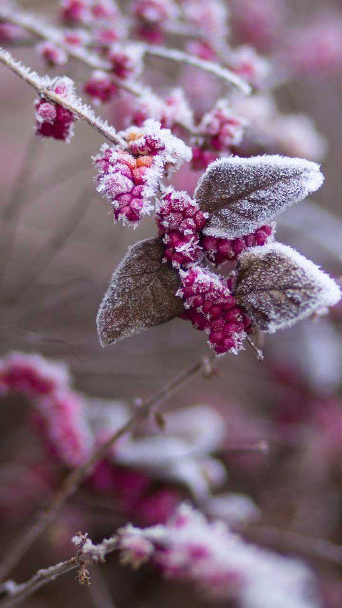 Winter Flowers Wallpapers Top Free Winter Flowers Backgrounds WallpaperAccess