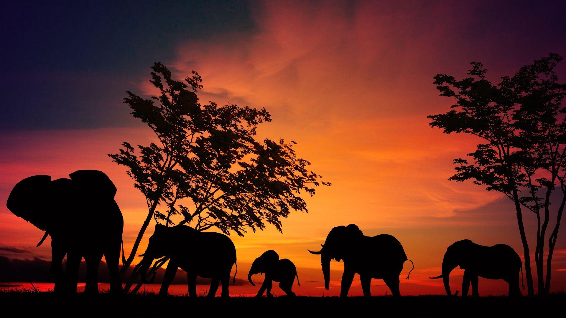 Elephant Sunset Wallpapers Top Free Elephant Sunset Backgrounds