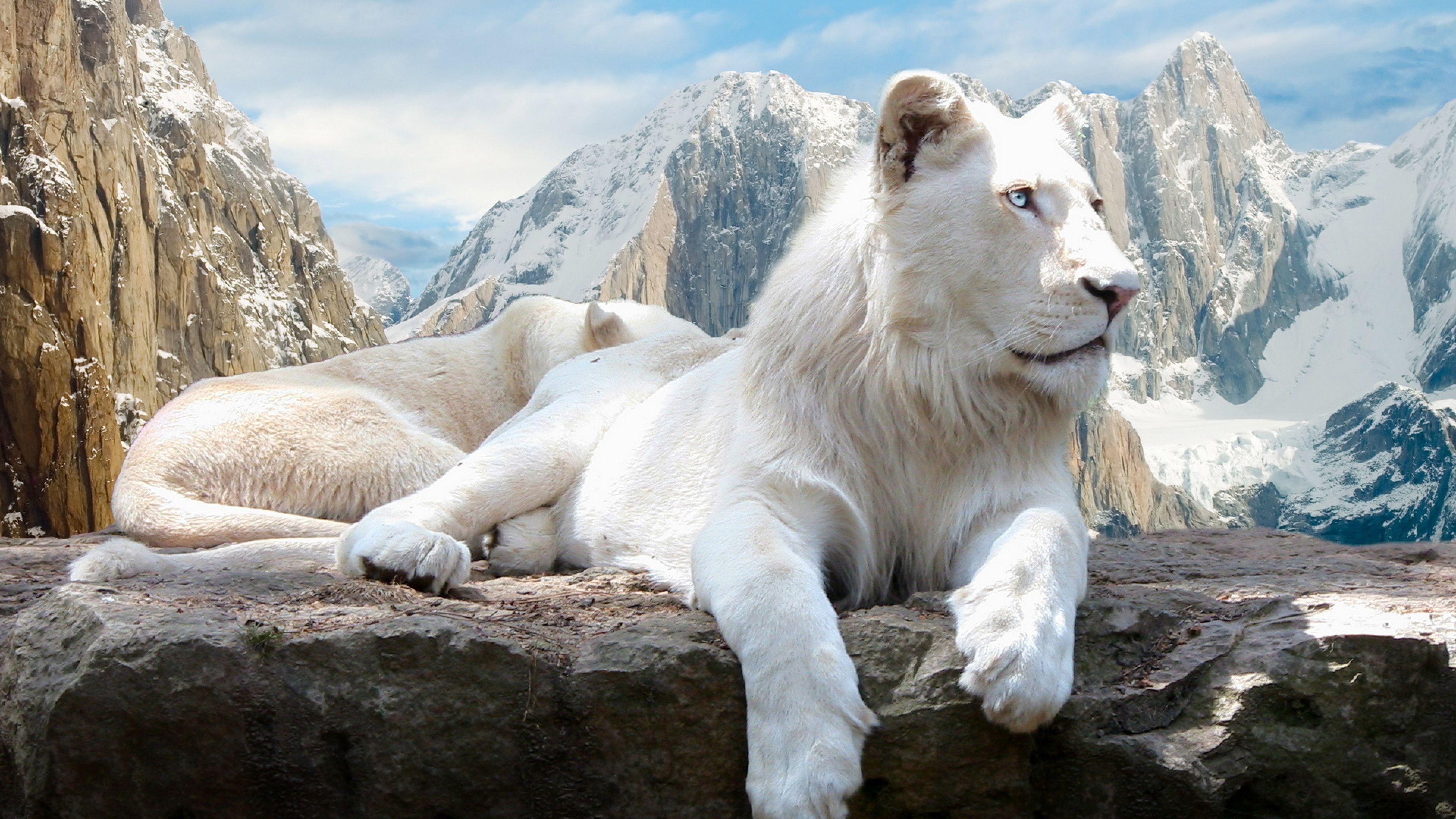 White Animals Wallpapers Top Free White Animals Backgrounds