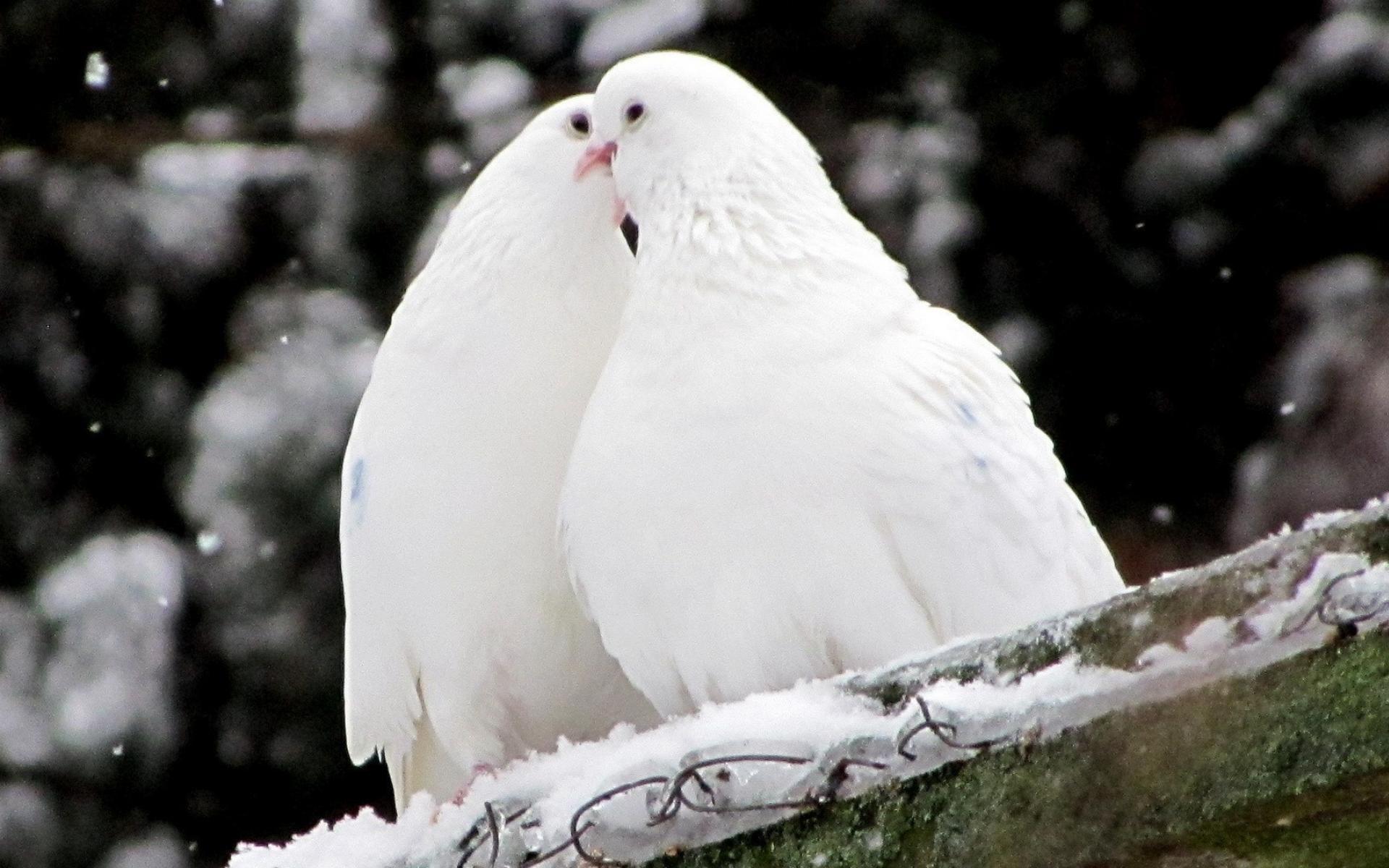 White Animals Wallpapers Top Free White Animals Backgrounds WallpaperAccess