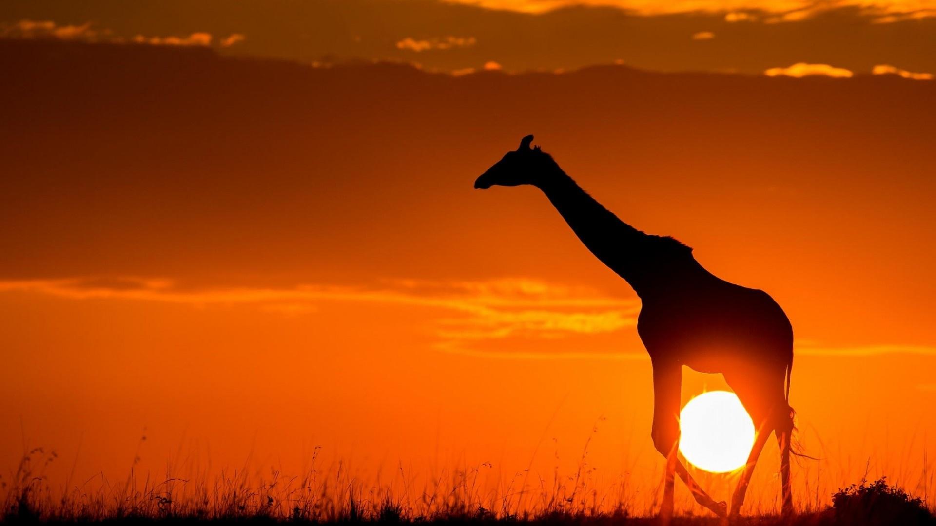 African Sunrise Wallpapers Top Free African Sunrise Backgrounds