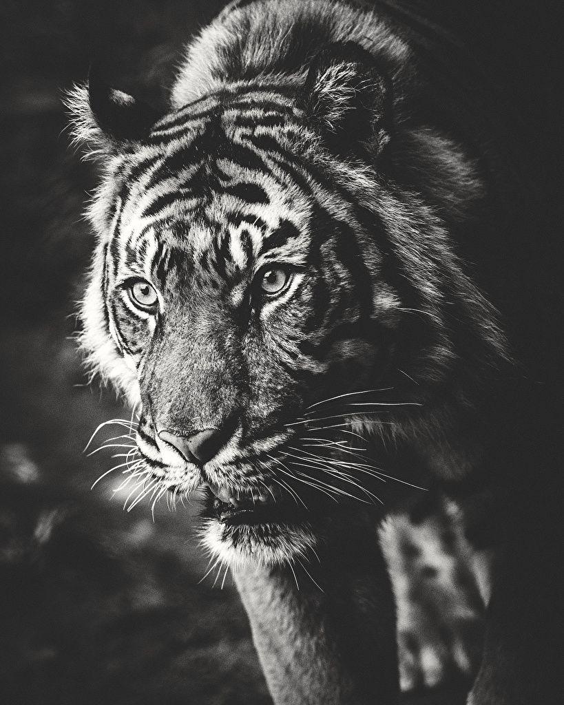 White Animals Wallpapers Top Free White Animals Backgrounds WallpaperAccess